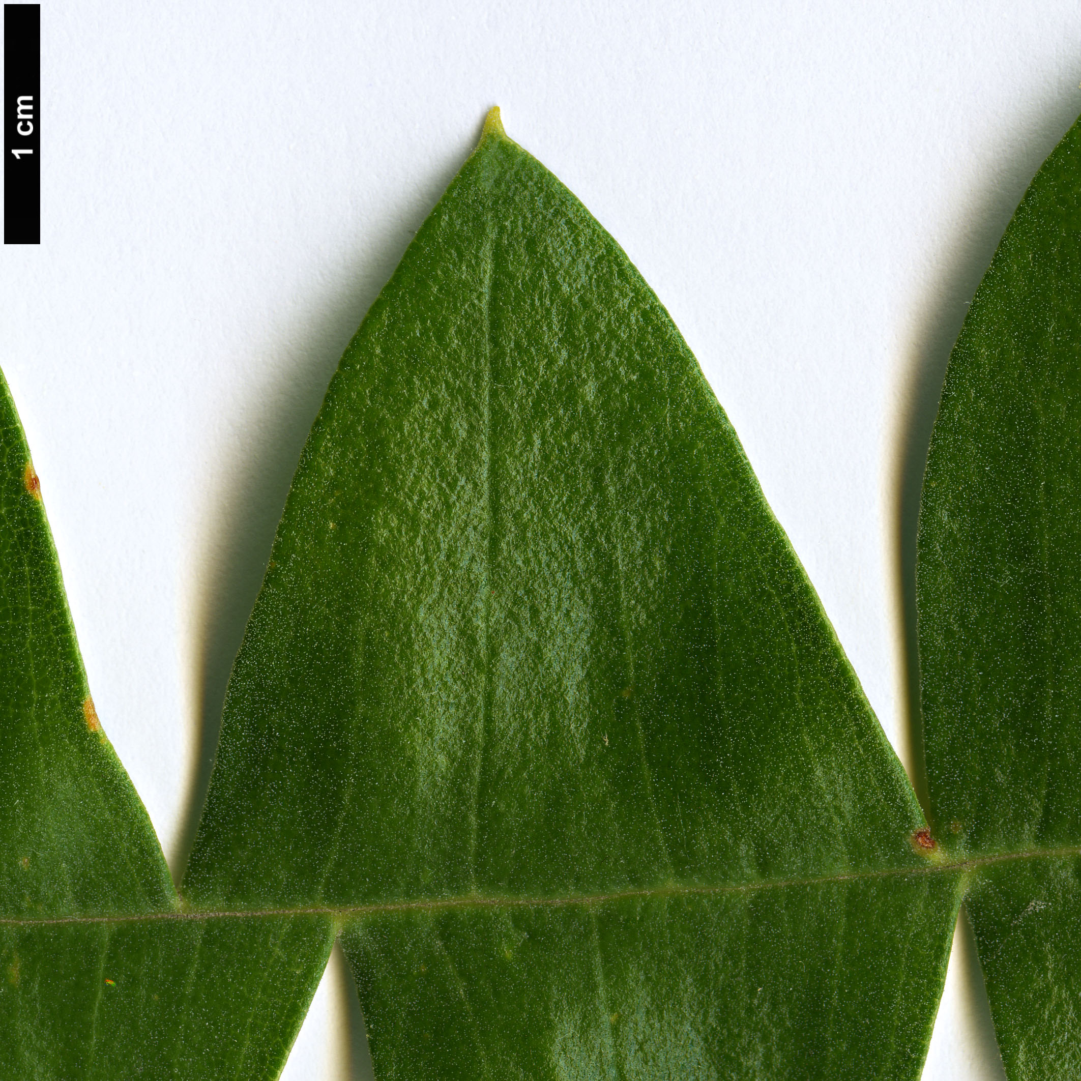 High resolution image: Family: Proteaceae - Genus: Banksia - Taxon: grandis High resolution image: Family: Proteaceae - Genus: Banksia - Taxon: grandis