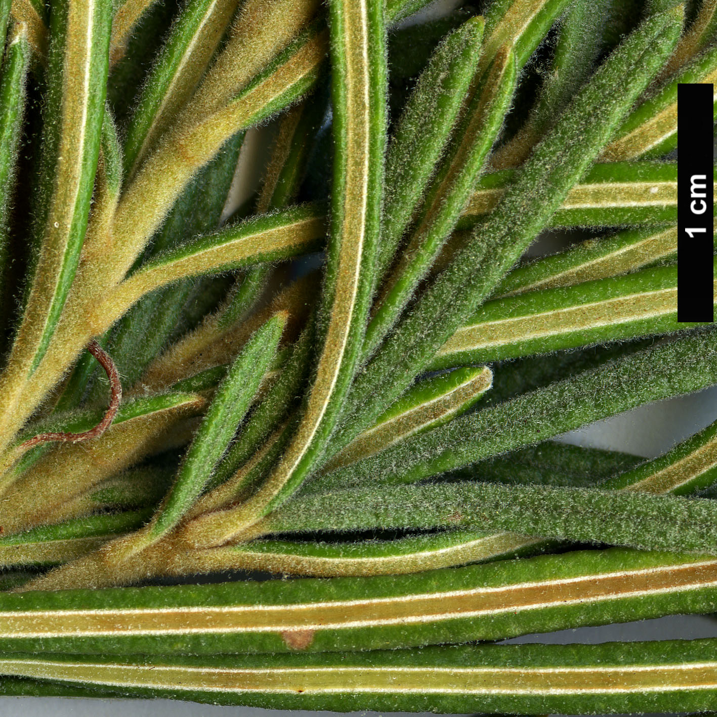 High resolution image: Family: Proteaceae - Genus: Banksia - Taxon: grossa