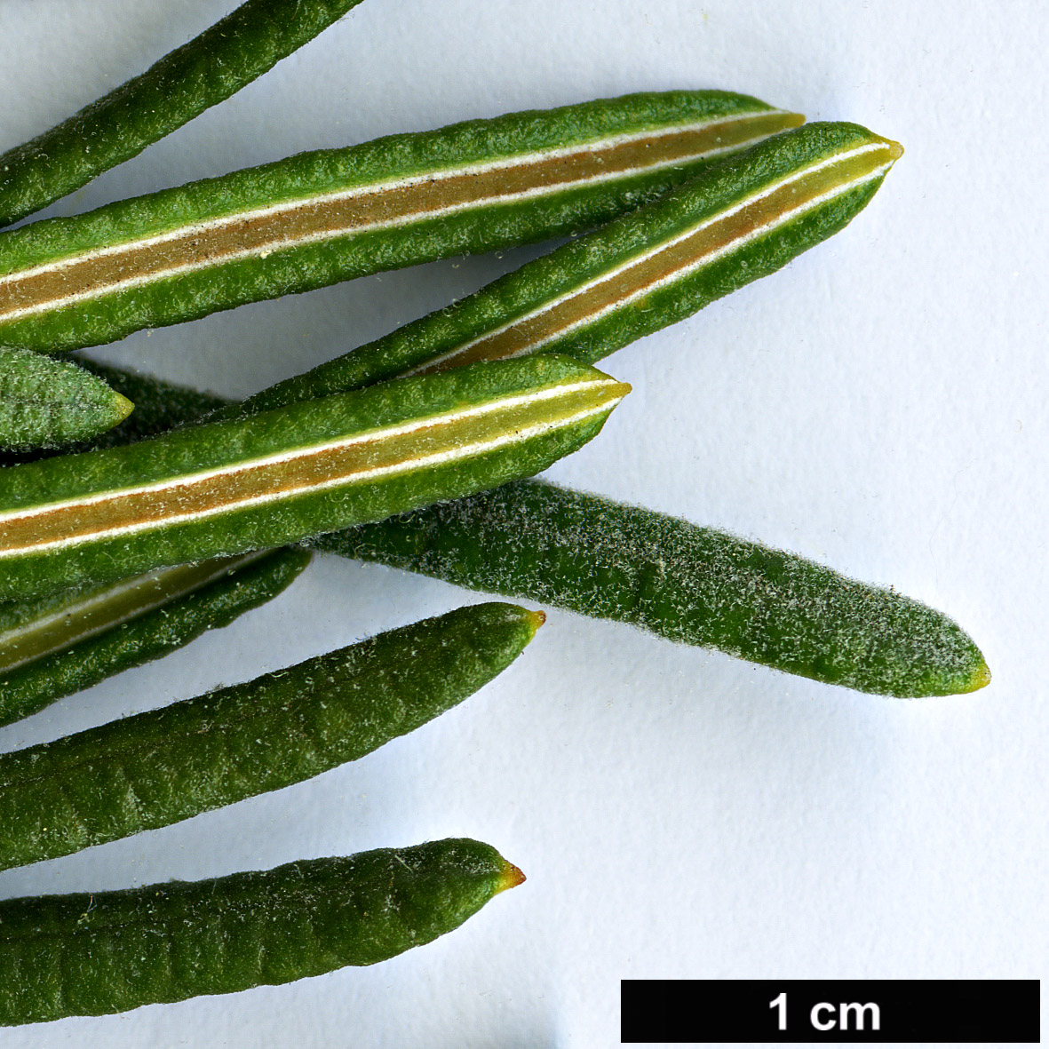 High resolution image: Family: Proteaceae - Genus: Banksia - Taxon: grossa