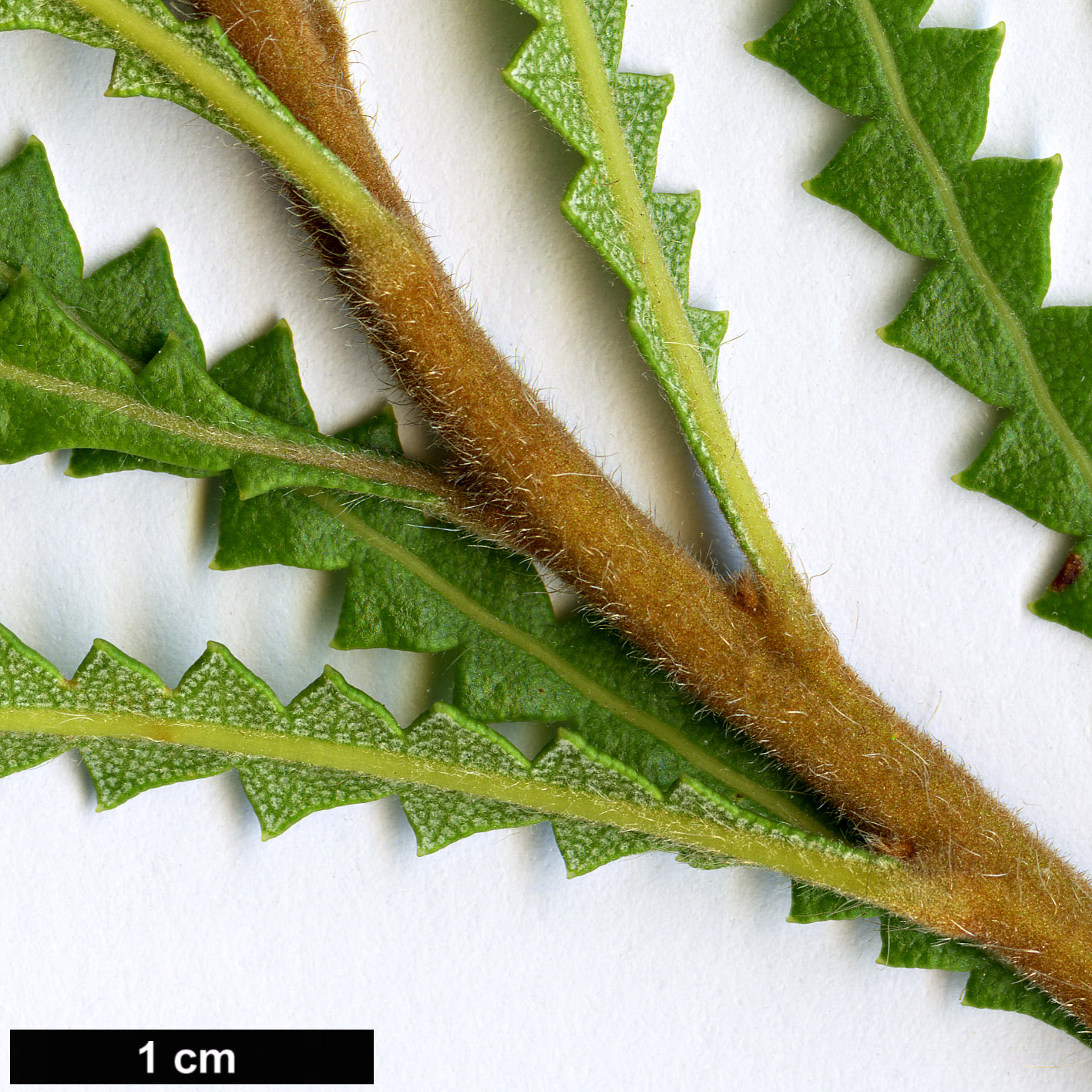 High resolution image: Family: Proteaceae - Genus: Banksia - Taxon: hookeriana