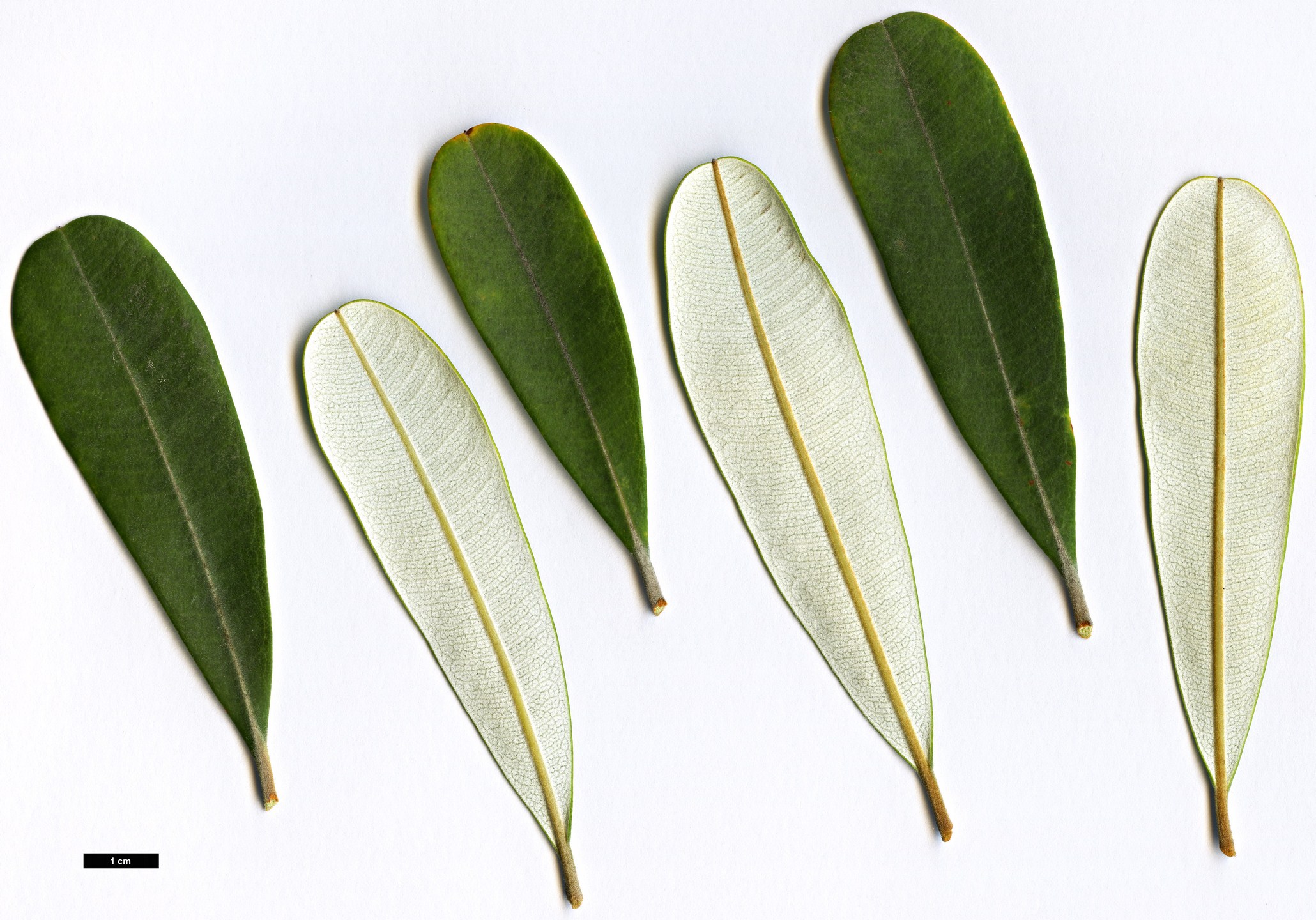 High resolution image: Family: Proteaceae - Genus: Banksia - Taxon: integrifolia