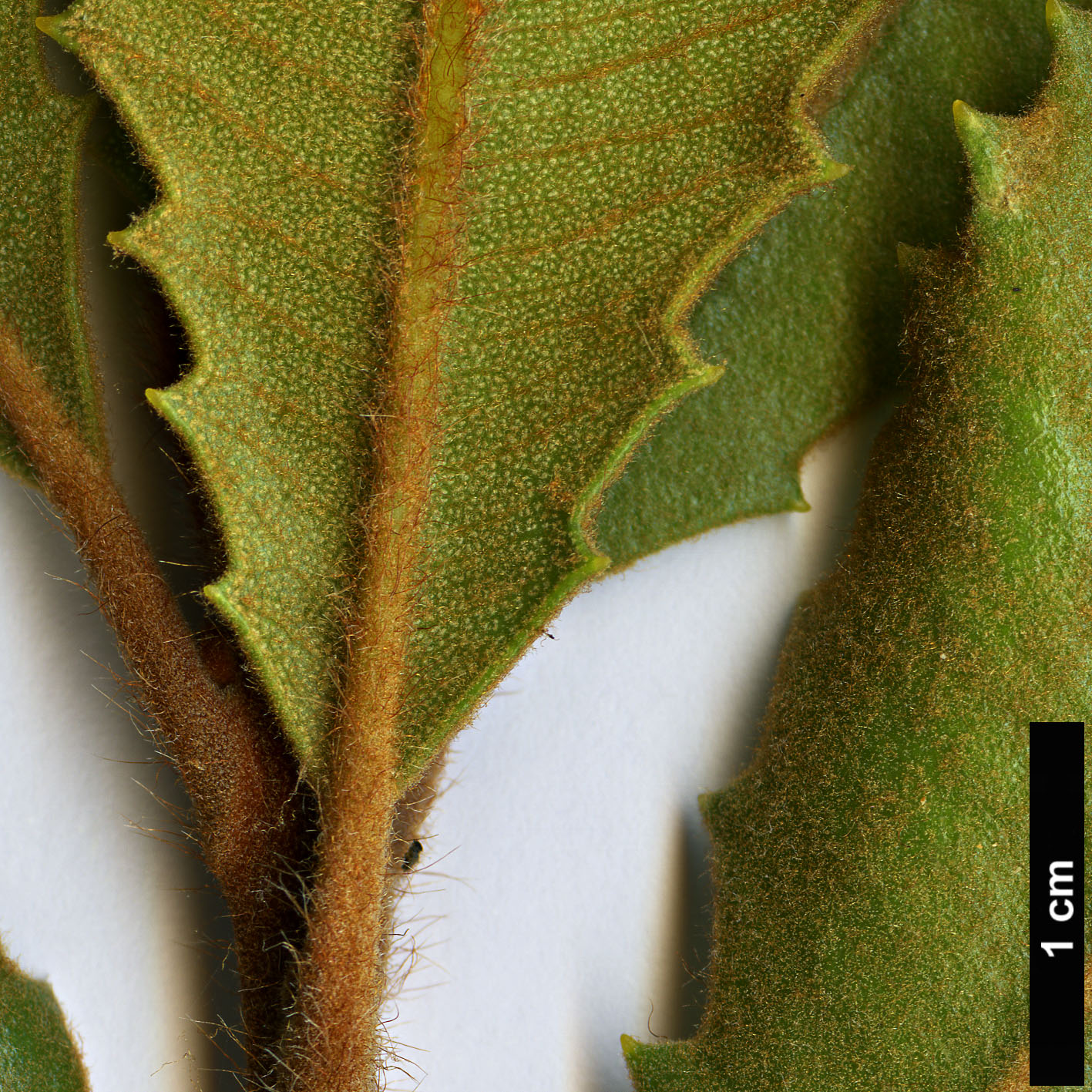 High resolution image: Family: Proteaceae - Genus: Banksia - Taxon: lemanniana