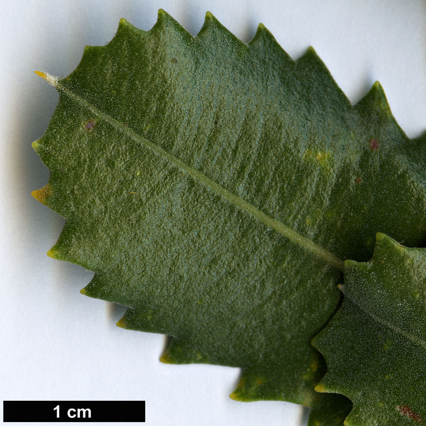 High resolution image: Family: Proteaceae - Genus: Banksia - Taxon: lemanniana