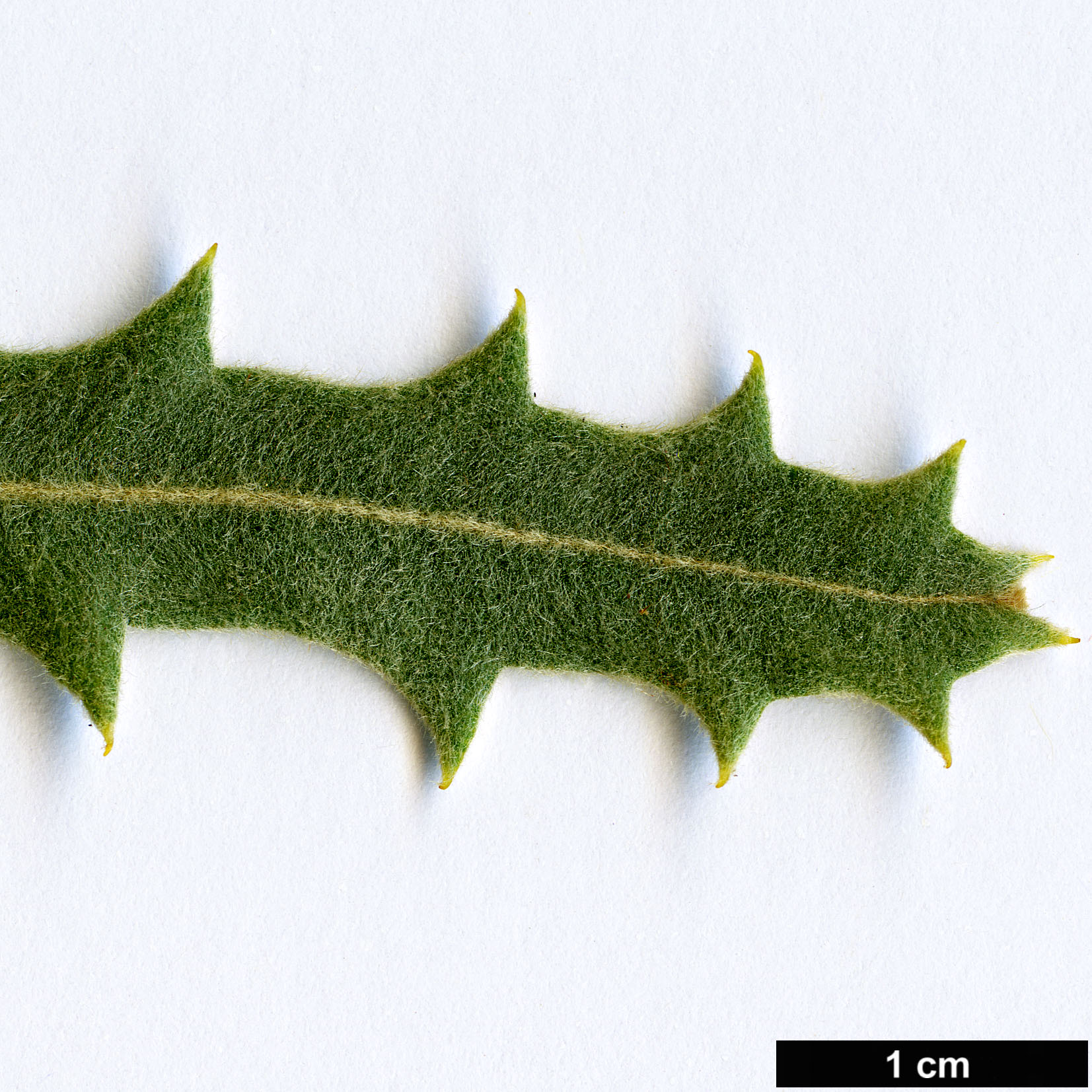 High resolution image: Family: Proteaceae - Genus: Banksia - Taxon: lullfitzii