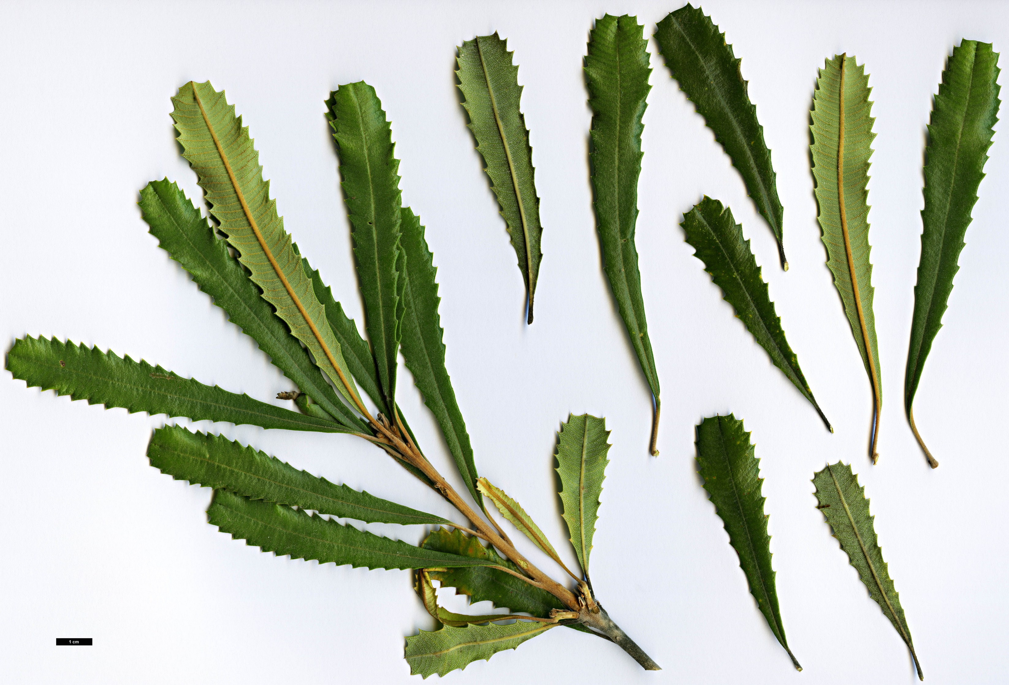 High resolution image: Family: Proteaceae - Genus: Banksia - Taxon: media