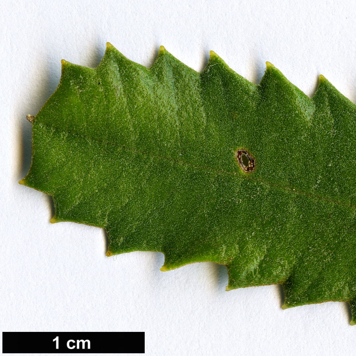 High resolution image: Family: Proteaceae - Genus: Banksia - Taxon: media