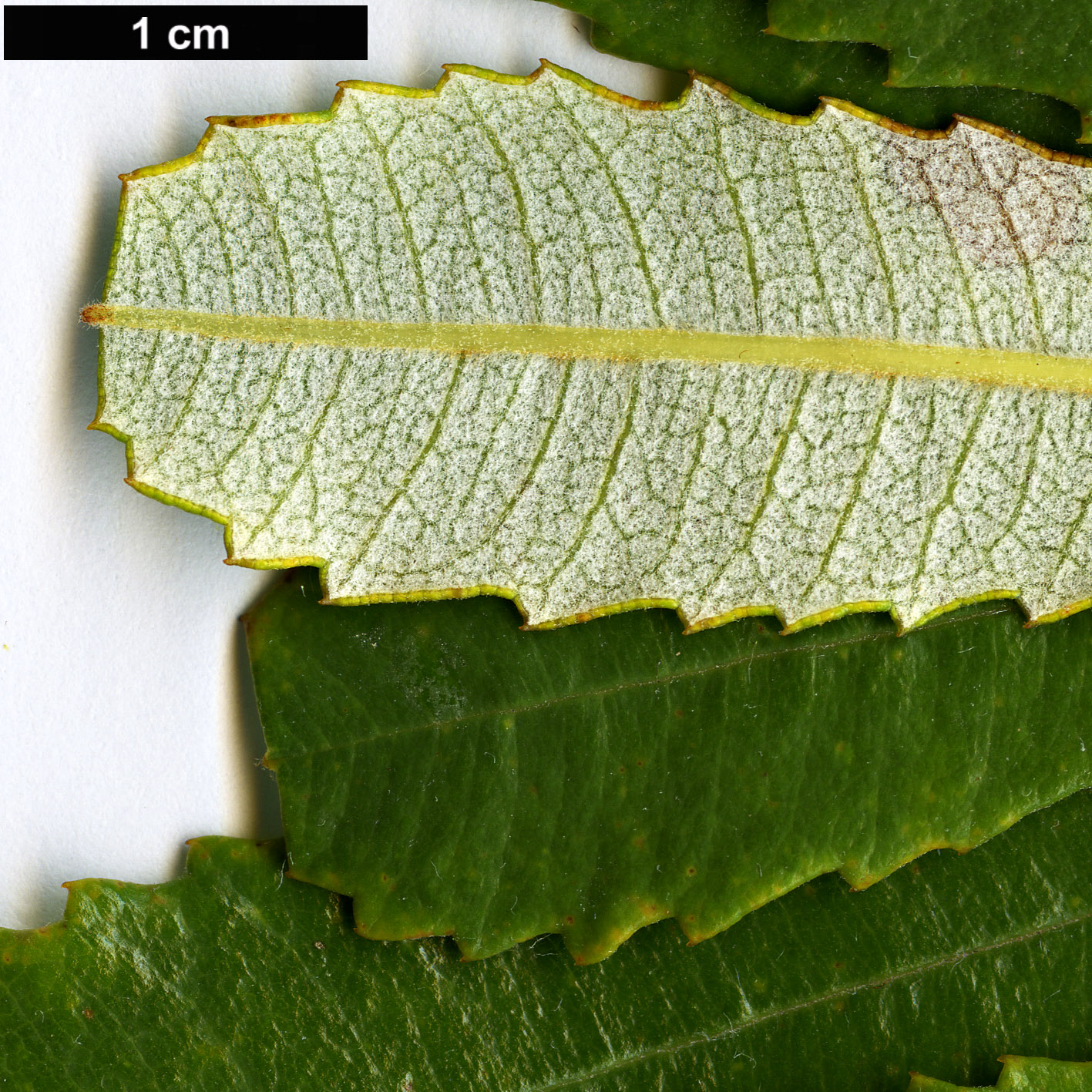 High resolution image: Family: Proteaceae - Genus: Banksia - Taxon: oblongifolia High resolution image: Family: Proteaceae - Genus: Banksia - Taxon: oblongifolia