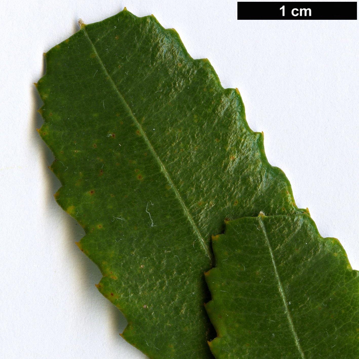 High resolution image: Family: Proteaceae - Genus: Banksia - Taxon: oblongifolia High resolution image: Family: Proteaceae - Genus: Banksia - Taxon: oblongifolia