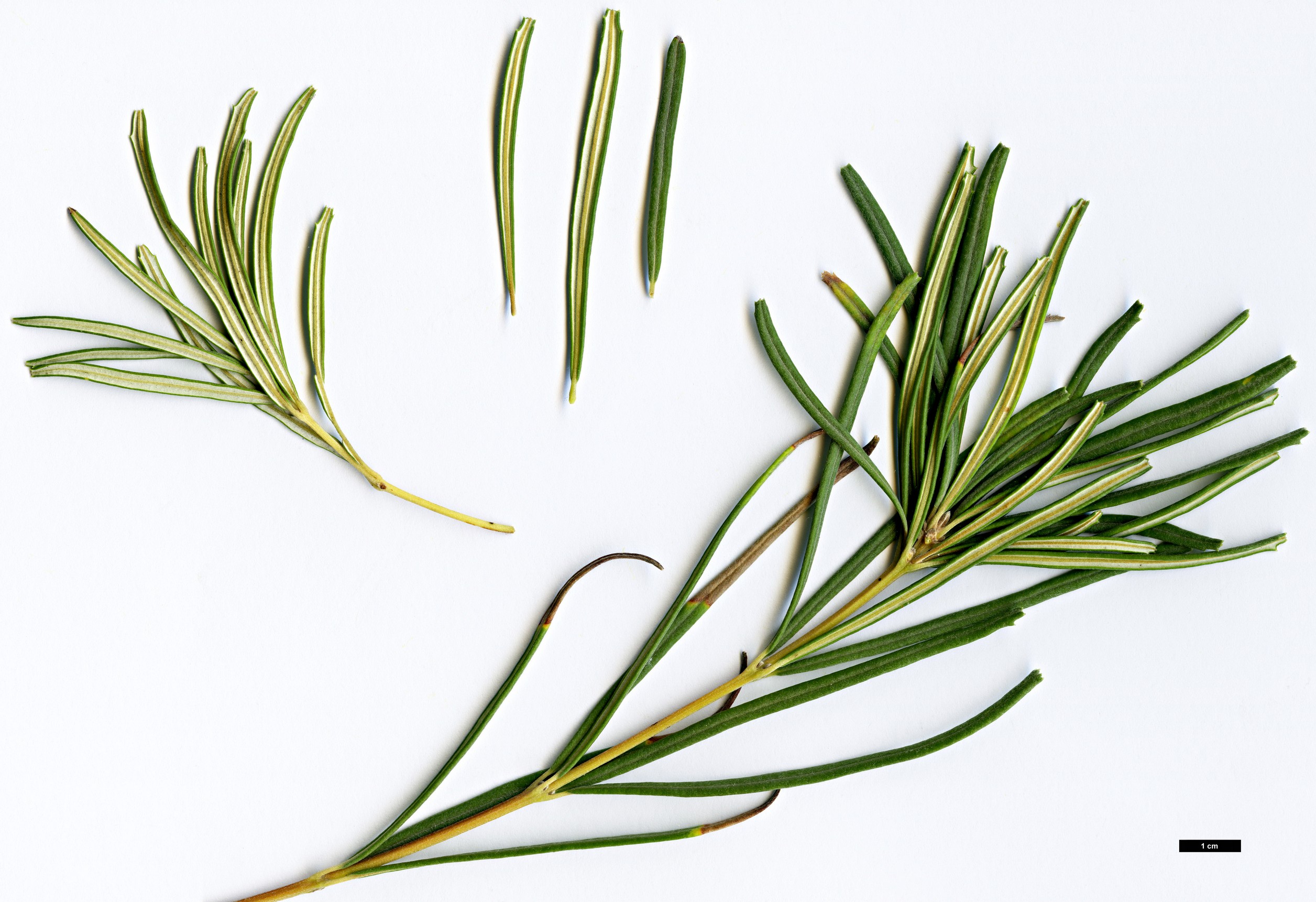 High resolution image: Family: Proteaceae - Genus: Banksia - Taxon: occidentalis High resolution image: Family: Proteaceae - Genus: Banksia - Taxon: occidentalis