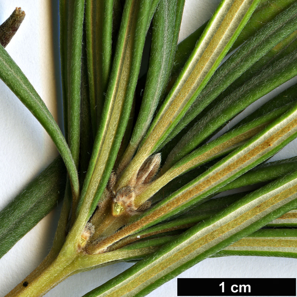 High resolution image: Family: Proteaceae - Genus: Banksia - Taxon: occidentalis High resolution image: Family: Proteaceae - Genus: Banksia - Taxon: occidentalis