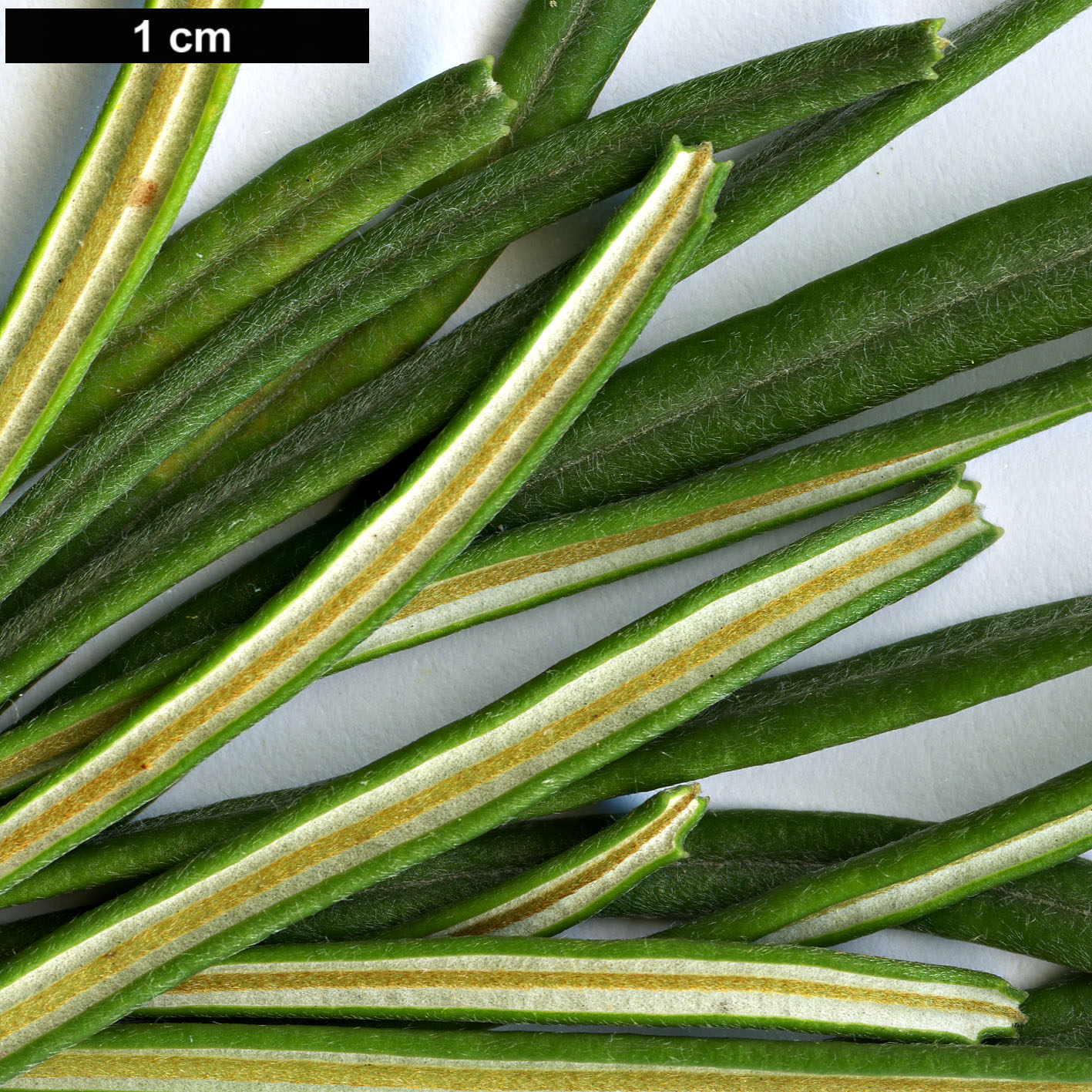 High resolution image: Family: Proteaceae - Genus: Banksia - Taxon: occidentalis High resolution image: Family: Proteaceae - Genus: Banksia - Taxon: occidentalis