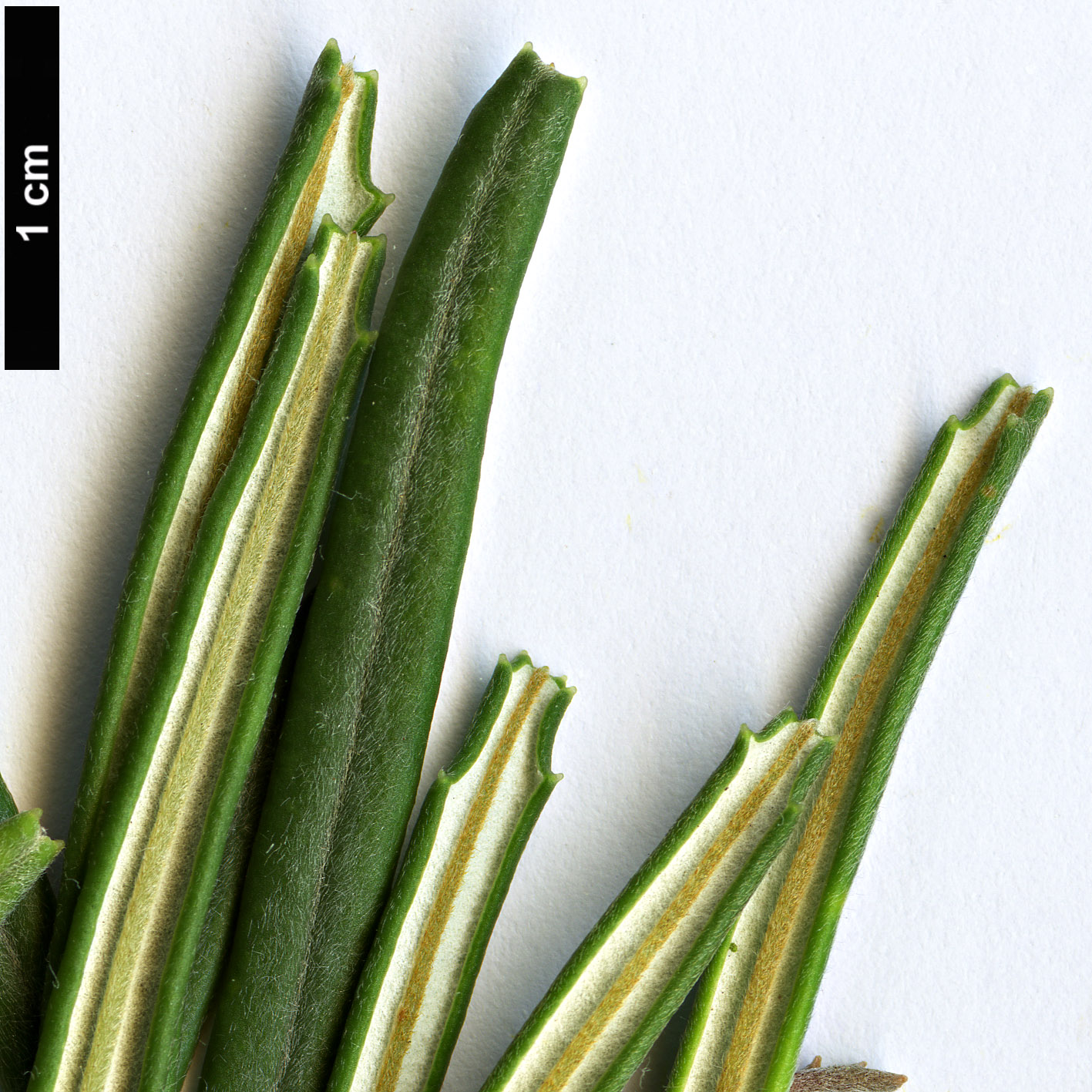 High resolution image: Family: Proteaceae - Genus: Banksia - Taxon: occidentalis High resolution image: Family: Proteaceae - Genus: Banksia - Taxon: occidentalis