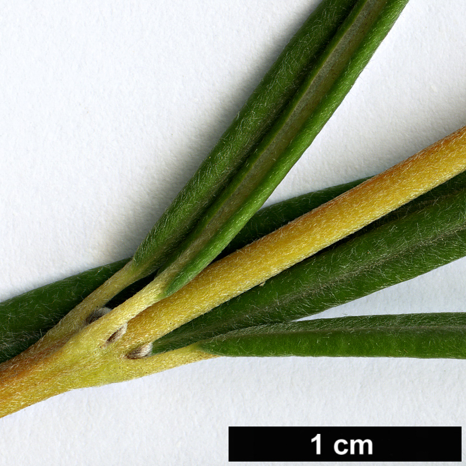 High resolution image: Family: Proteaceae - Genus: Banksia - Taxon: occidentalis High resolution image: Family: Proteaceae - Genus: Banksia - Taxon: occidentalis