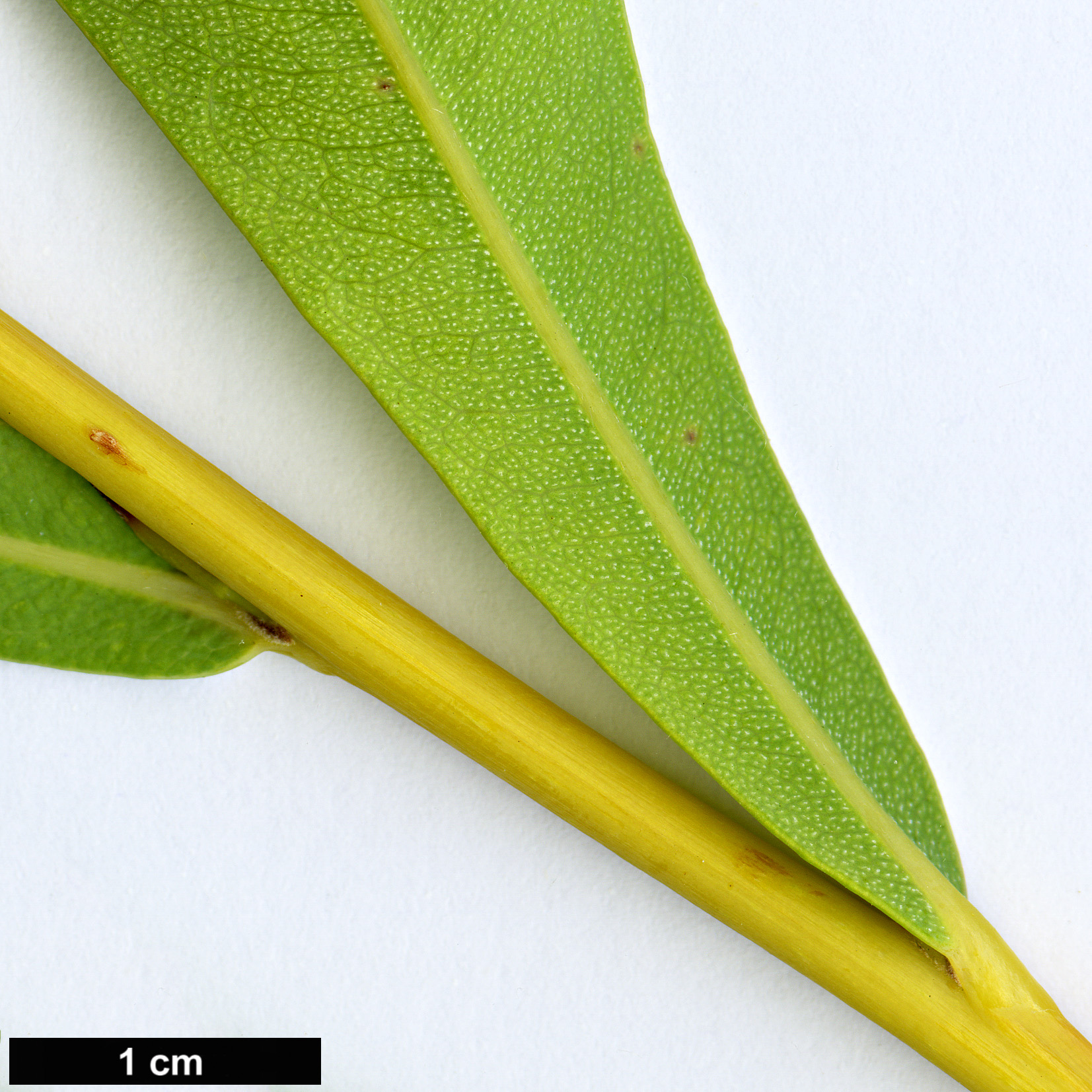 High resolution image: Family: Proteaceae - Genus: Banksia - Taxon: oreophila