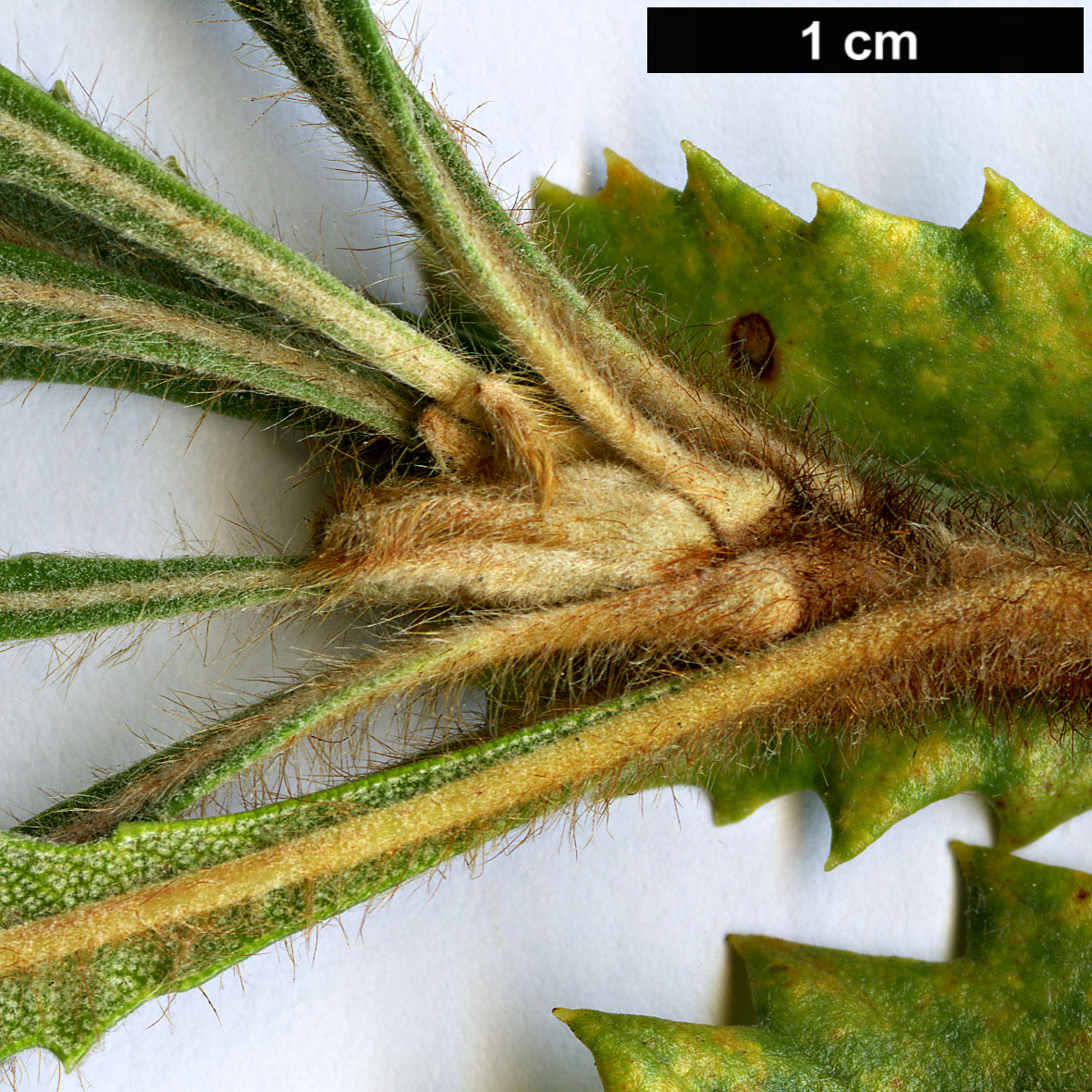 High resolution image: Family: Proteaceae - Genus: Banksia - Taxon: ornata