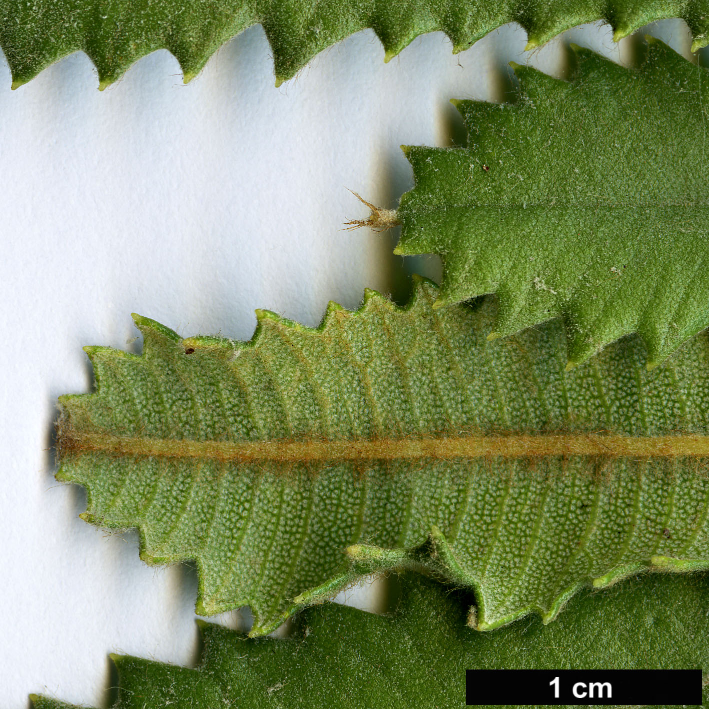 High resolution image: Family: Proteaceae - Genus: Banksia - Taxon: ornata