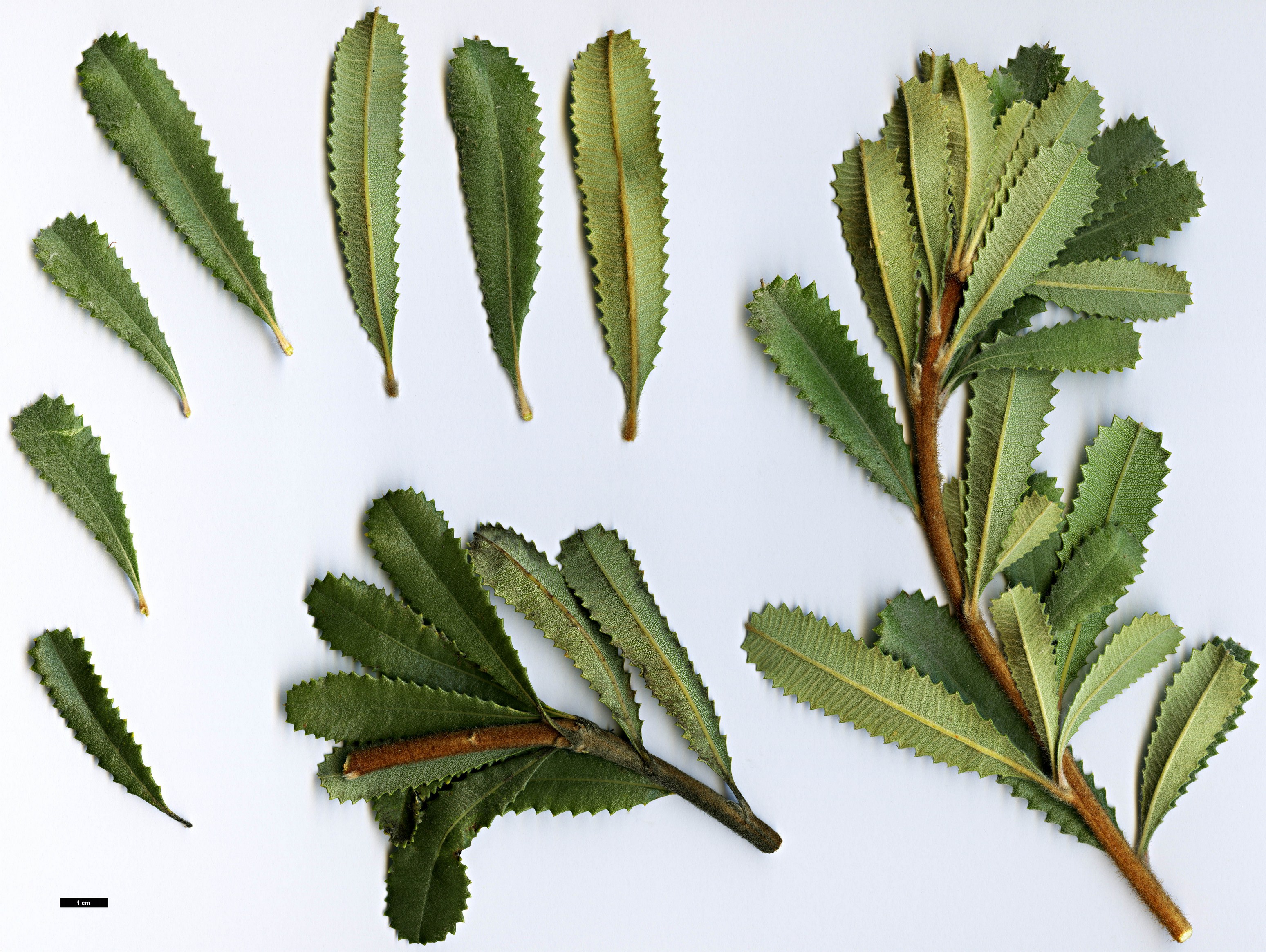 High resolution image: Family: Proteaceae - Genus: Banksia - Taxon: ornata