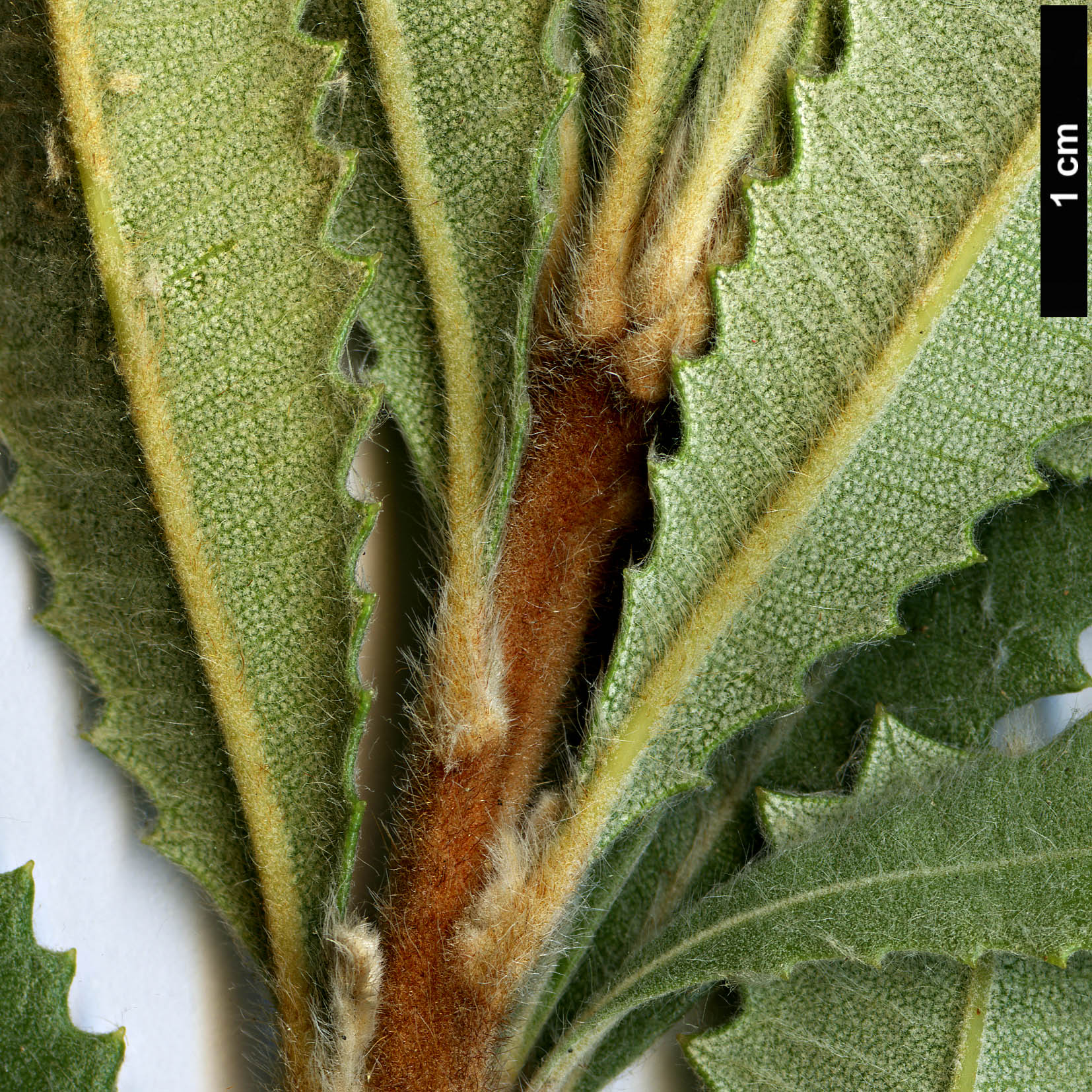 High resolution image: Family: Proteaceae - Genus: Banksia - Taxon: ornata