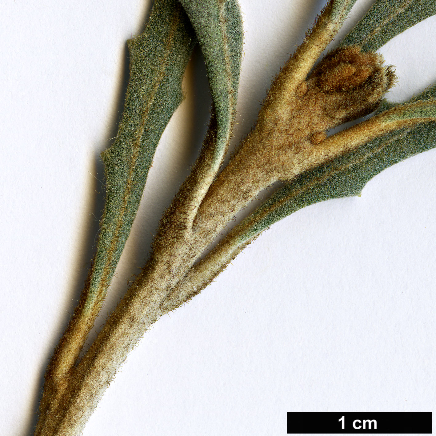 High resolution image: Family: Proteaceae - Genus: Banksia - Taxon: pilostylis