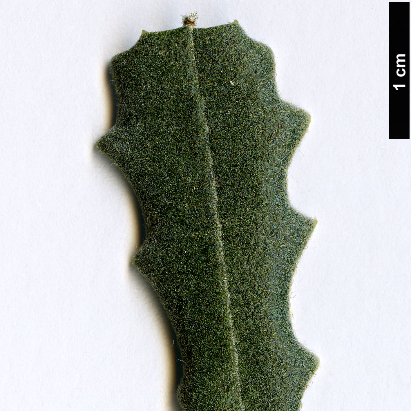 High resolution image: Family: Proteaceae - Genus: Banksia - Taxon: pilostylis