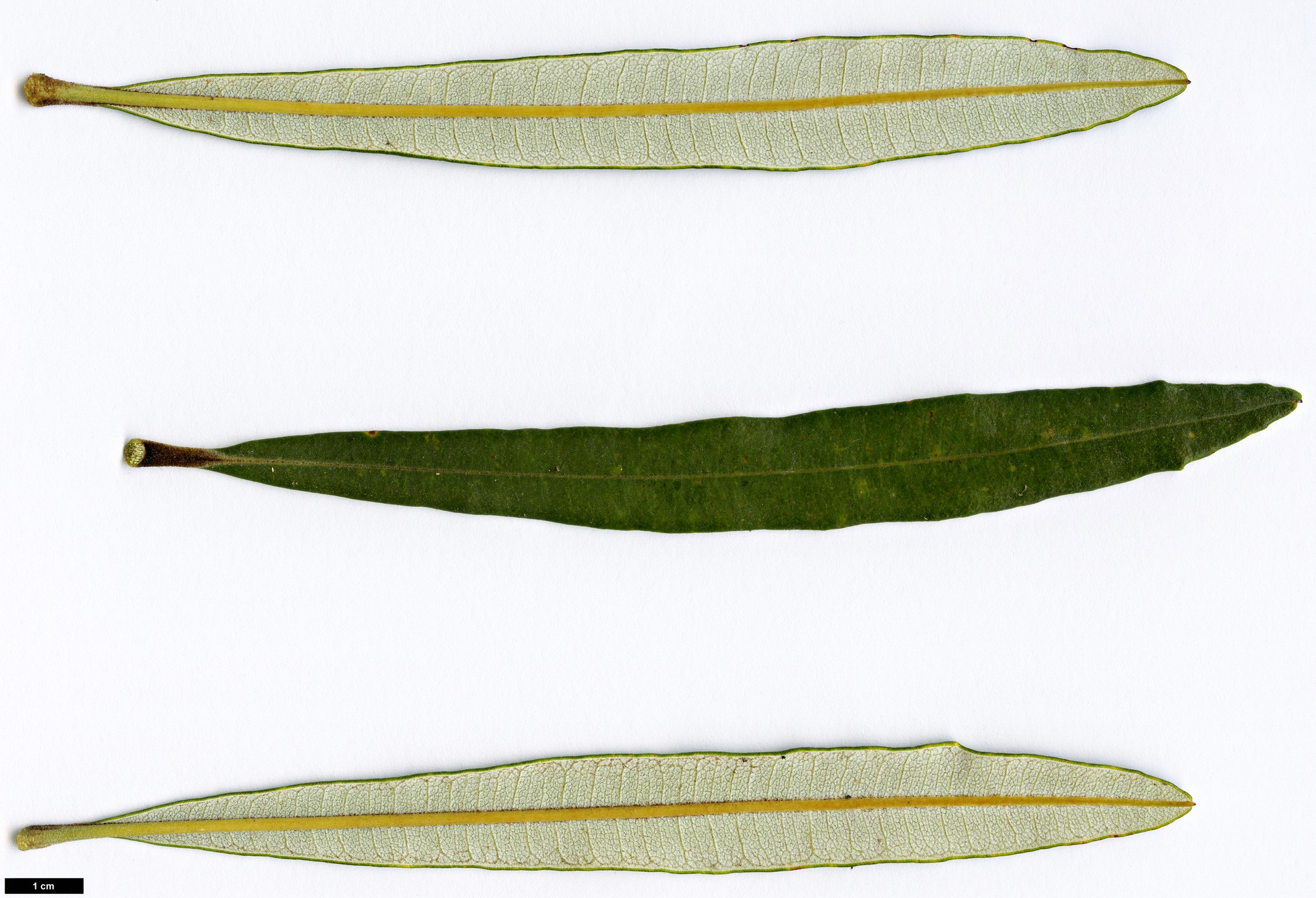 High resolution image: Family: Proteaceae - Genus: Banksia - Taxon: plagiocarpa