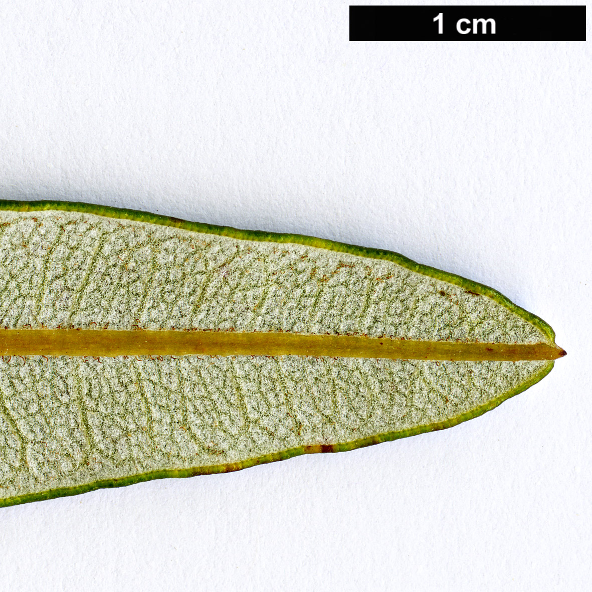 High resolution image: Family: Proteaceae - Genus: Banksia - Taxon: plagiocarpa