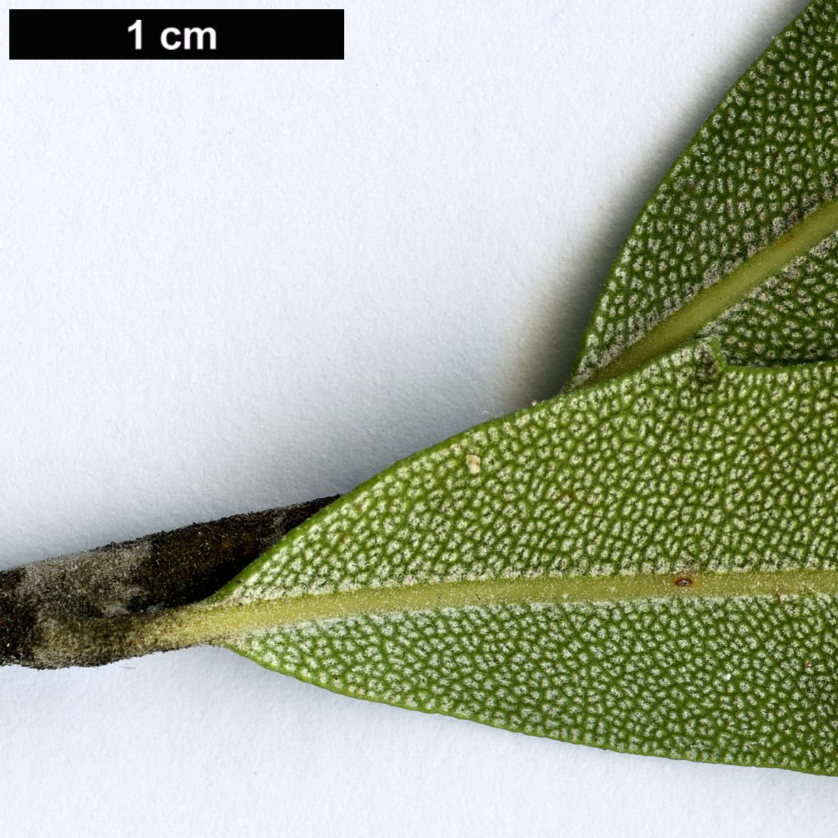 High resolution image: Family: Proteaceae - Genus: Banksia - Taxon: praemorsa High resolution image: Family: Proteaceae - Genus: Banksia - Taxon: praemorsa