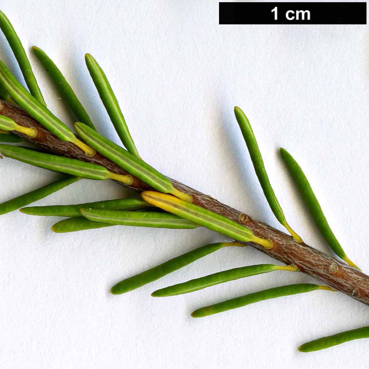 High resolution image: Family: Proteaceae - Genus: Banksia - Taxon: pulchella