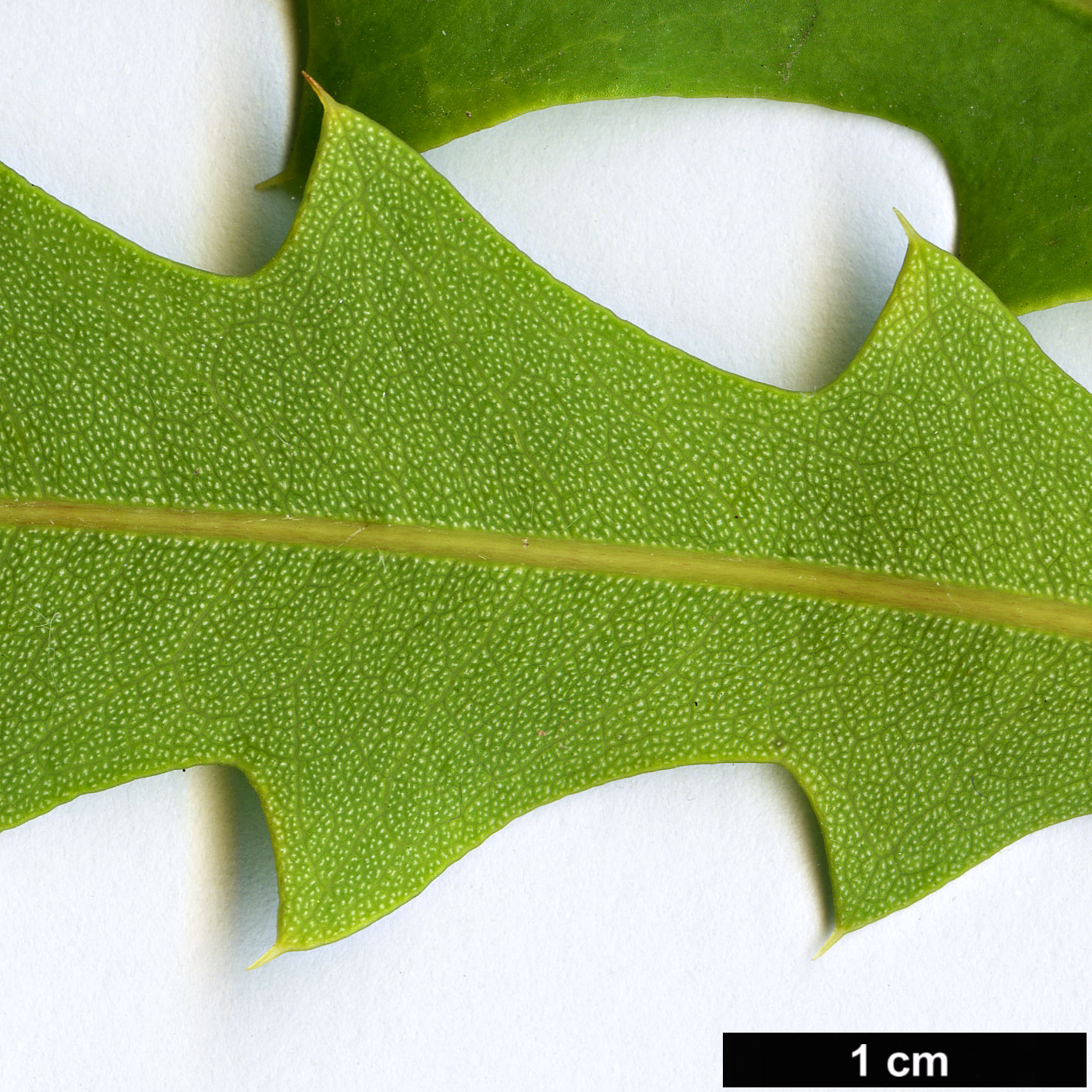 High resolution image: Family: Proteaceae - Genus: Banksia - Taxon: quercifolia