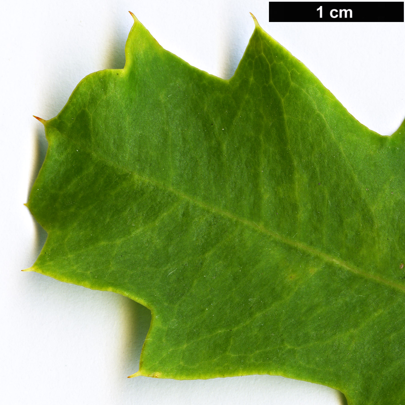 High resolution image: Family: Proteaceae - Genus: Banksia - Taxon: quercifolia
