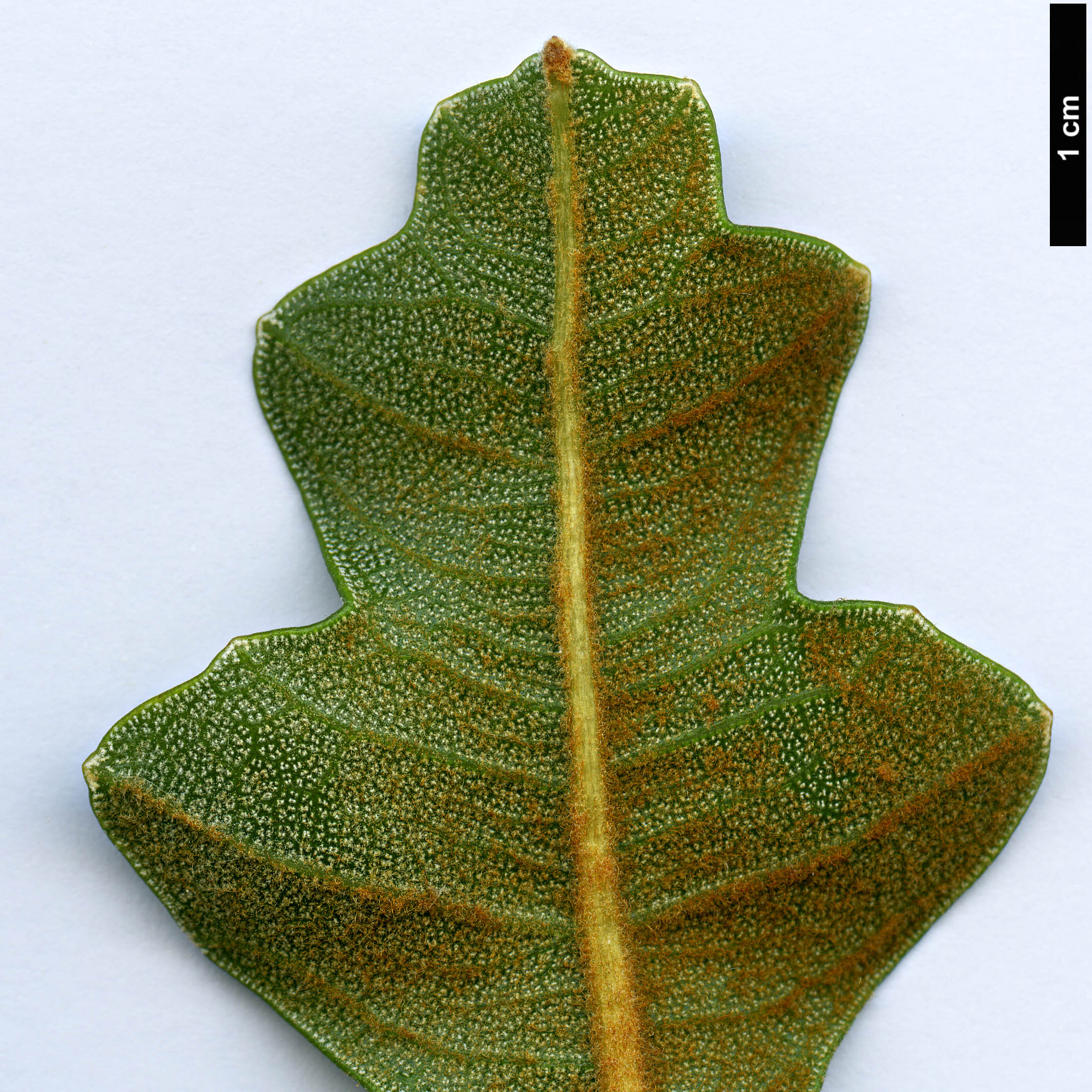 High resolution image: Family: Proteaceae - Genus: Banksia - Taxon: repens