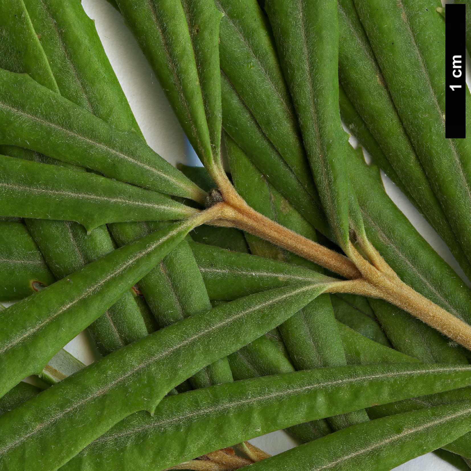 High resolution image: Family: Proteaceae - Genus: Banksia - Taxon: seminuda