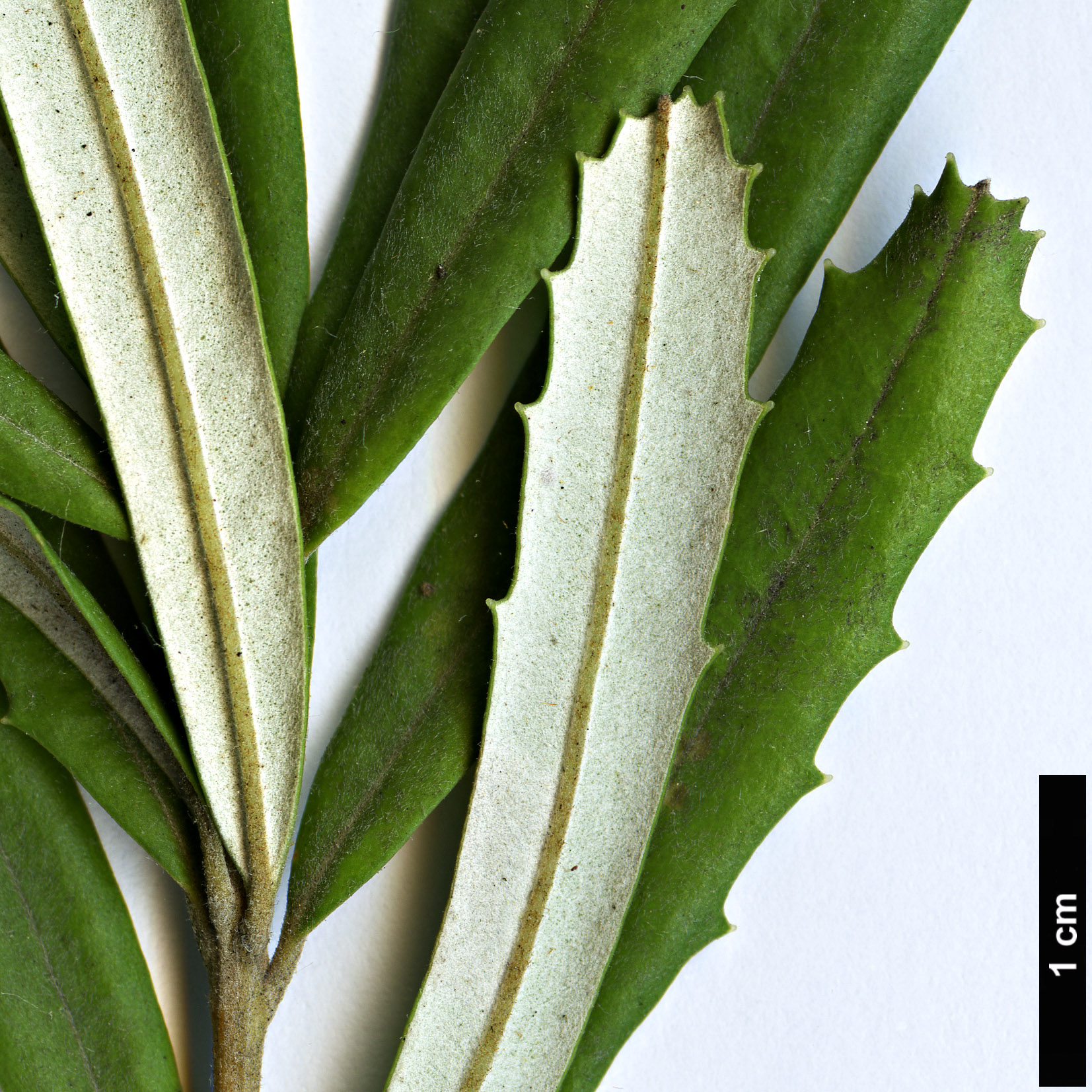 High resolution image: Family: Proteaceae - Genus: Banksia - Taxon: seminuda