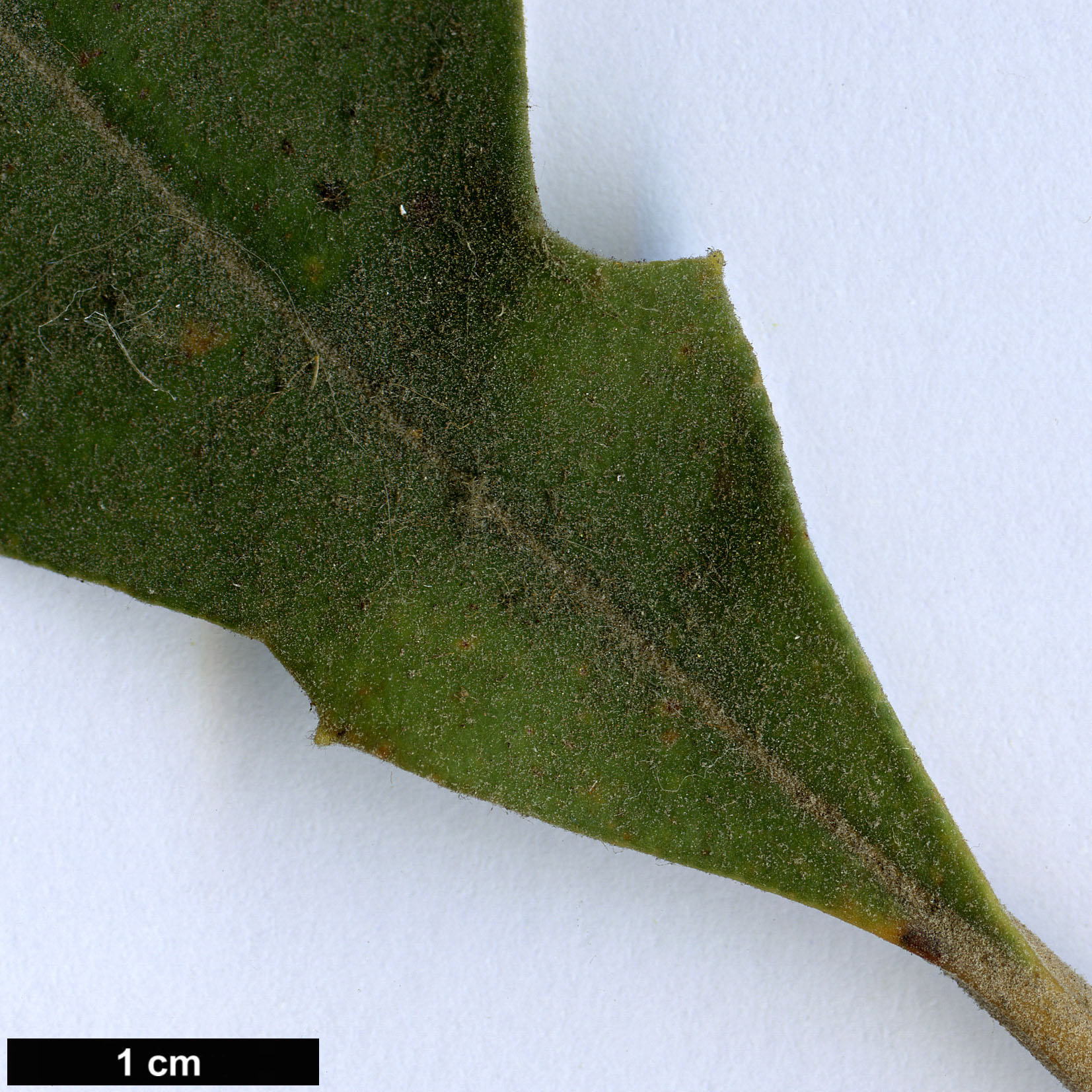 High resolution image: Family: Proteaceae - Genus: Banksia - Taxon: solandri