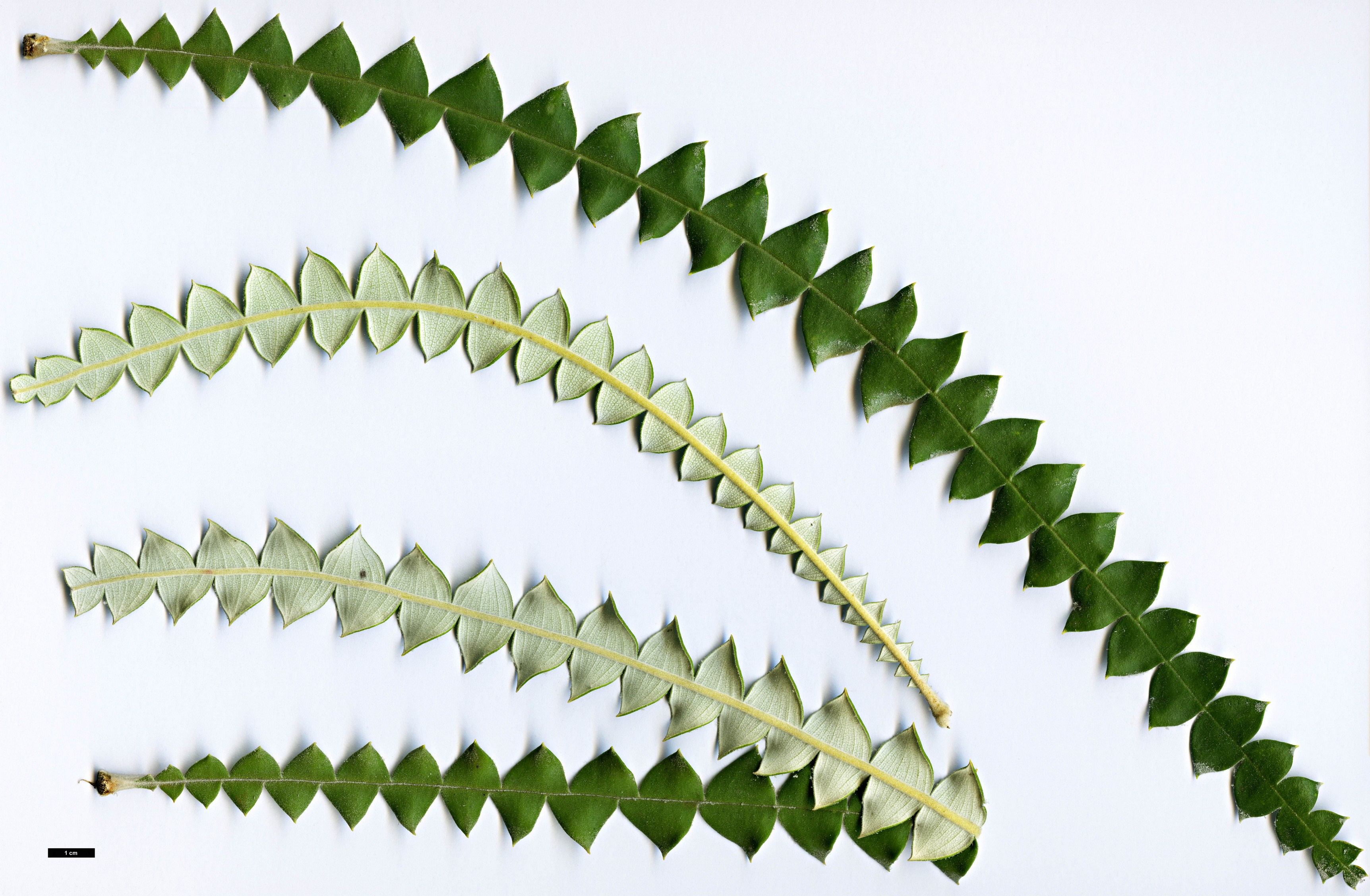 High resolution image: Family: Proteaceae - Genus: Banksia - Taxon: speciosa High resolution image: Family: Proteaceae - Genus: Banksia - Taxon: speciosa