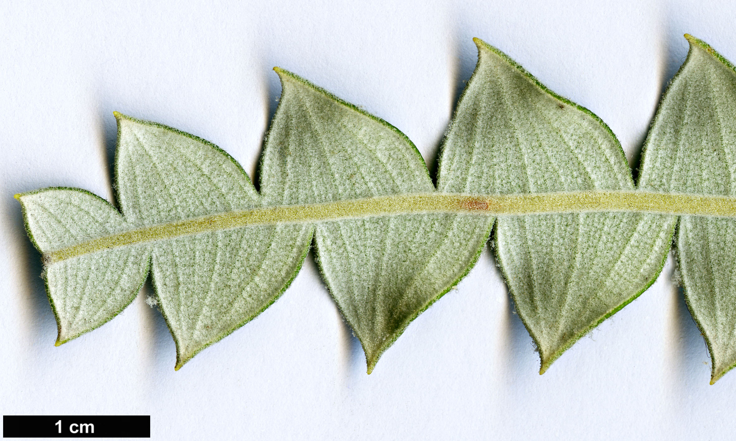 High resolution image: Family: Proteaceae - Genus: Banksia - Taxon: speciosa High resolution image: Family: Proteaceae - Genus: Banksia - Taxon: speciosa