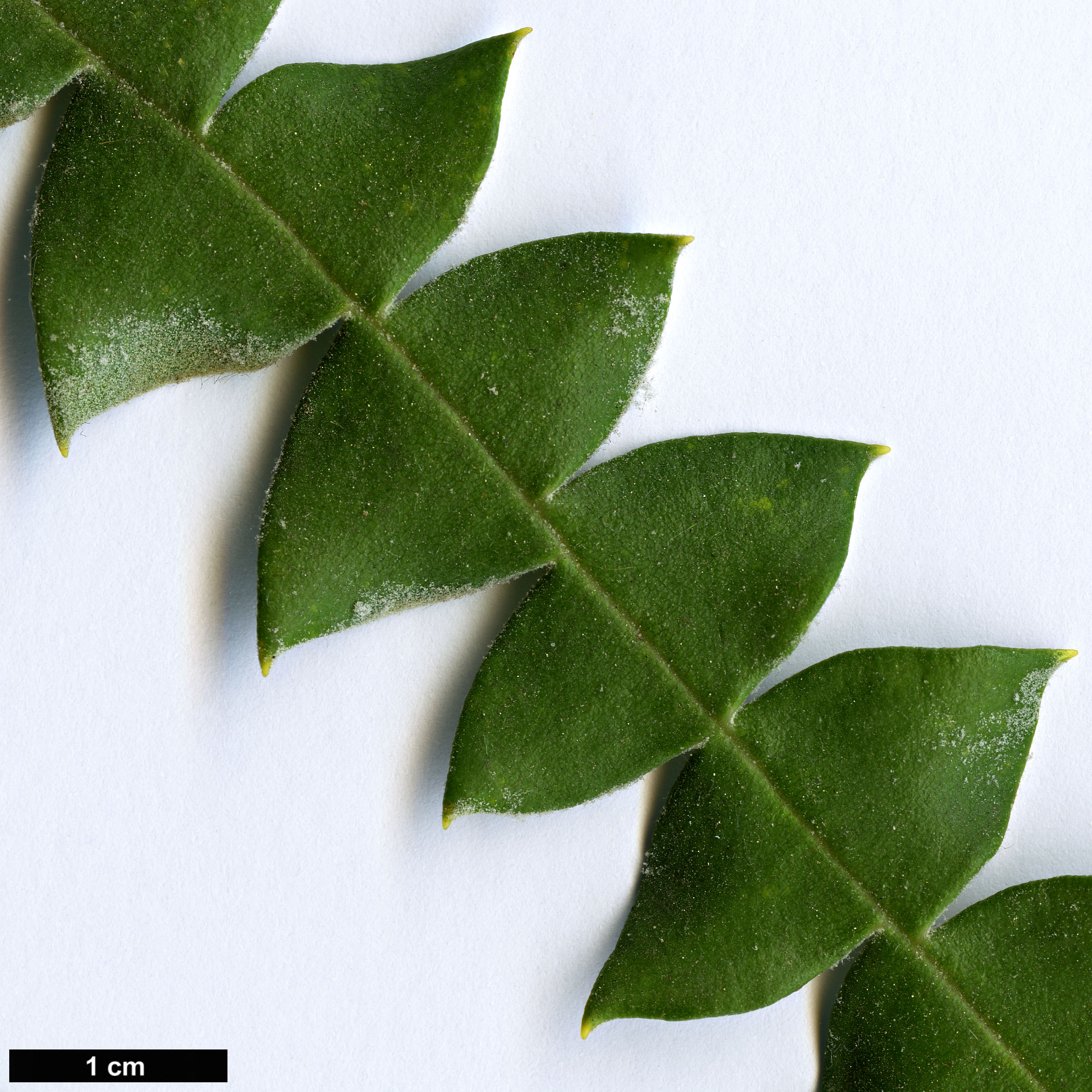 High resolution image: Family: Proteaceae - Genus: Banksia - Taxon: speciosa High resolution image: Family: Proteaceae - Genus: Banksia - Taxon: speciosa
