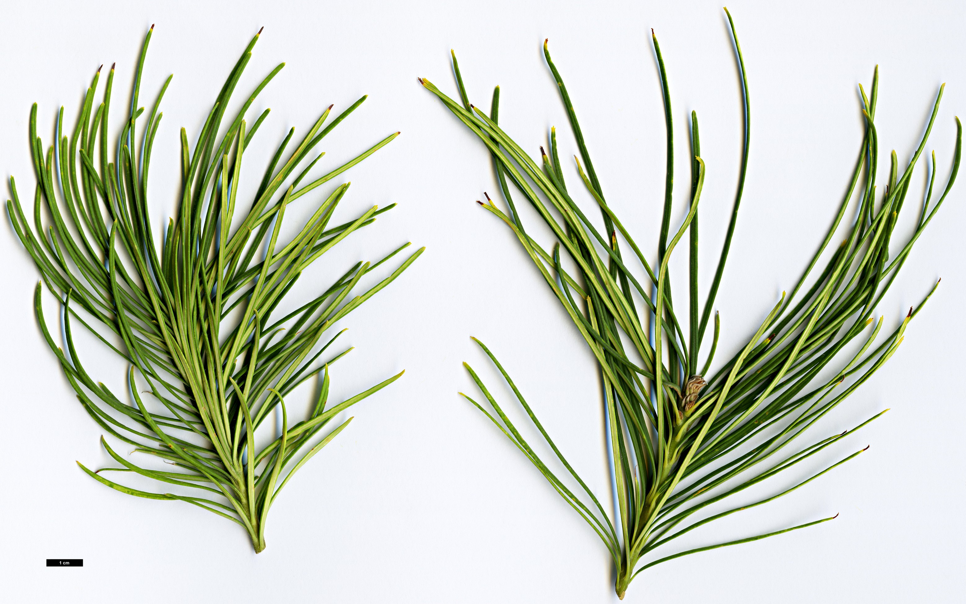 High resolution image: Family: Proteaceae - Genus: Banksia - Taxon: tricuspis High resolution image: Family: Proteaceae - Genus: Banksia - Taxon: tricuspis