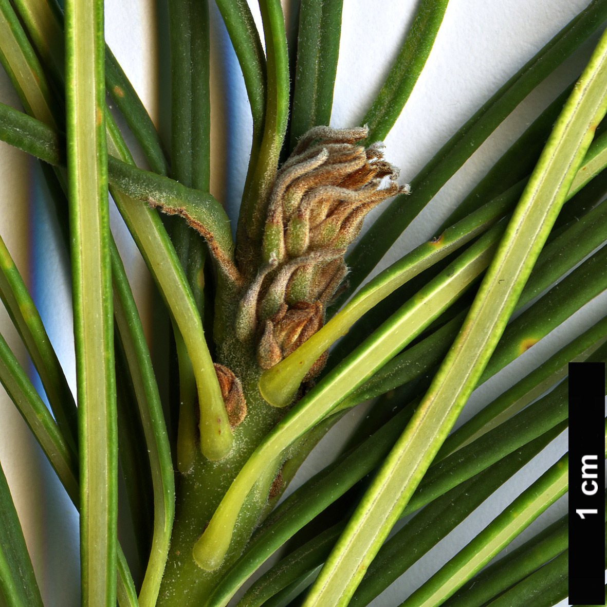 High resolution image: Family: Proteaceae - Genus: Banksia - Taxon: tricuspis