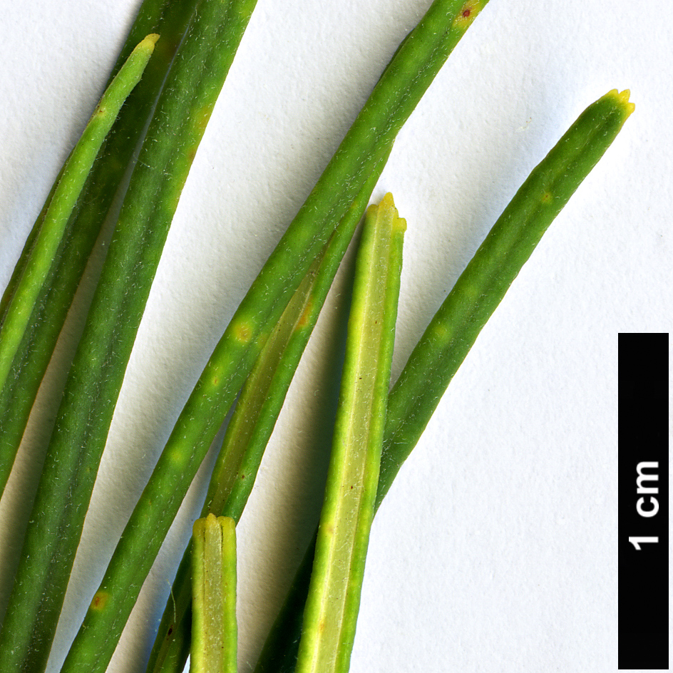 High resolution image: Family: Proteaceae - Genus: Banksia - Taxon: tricuspis High resolution image: Family: Proteaceae - Genus: Banksia - Taxon: tricuspis