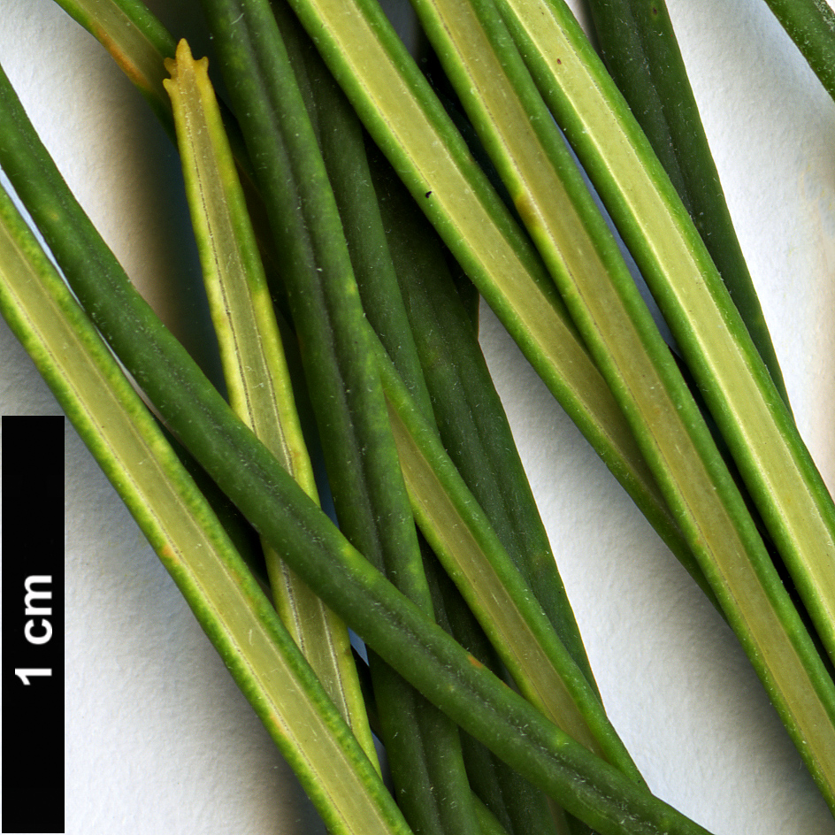 High resolution image: Family: Proteaceae - Genus: Banksia - Taxon: tricuspis High resolution image: Family: Proteaceae - Genus: Banksia - Taxon: tricuspis