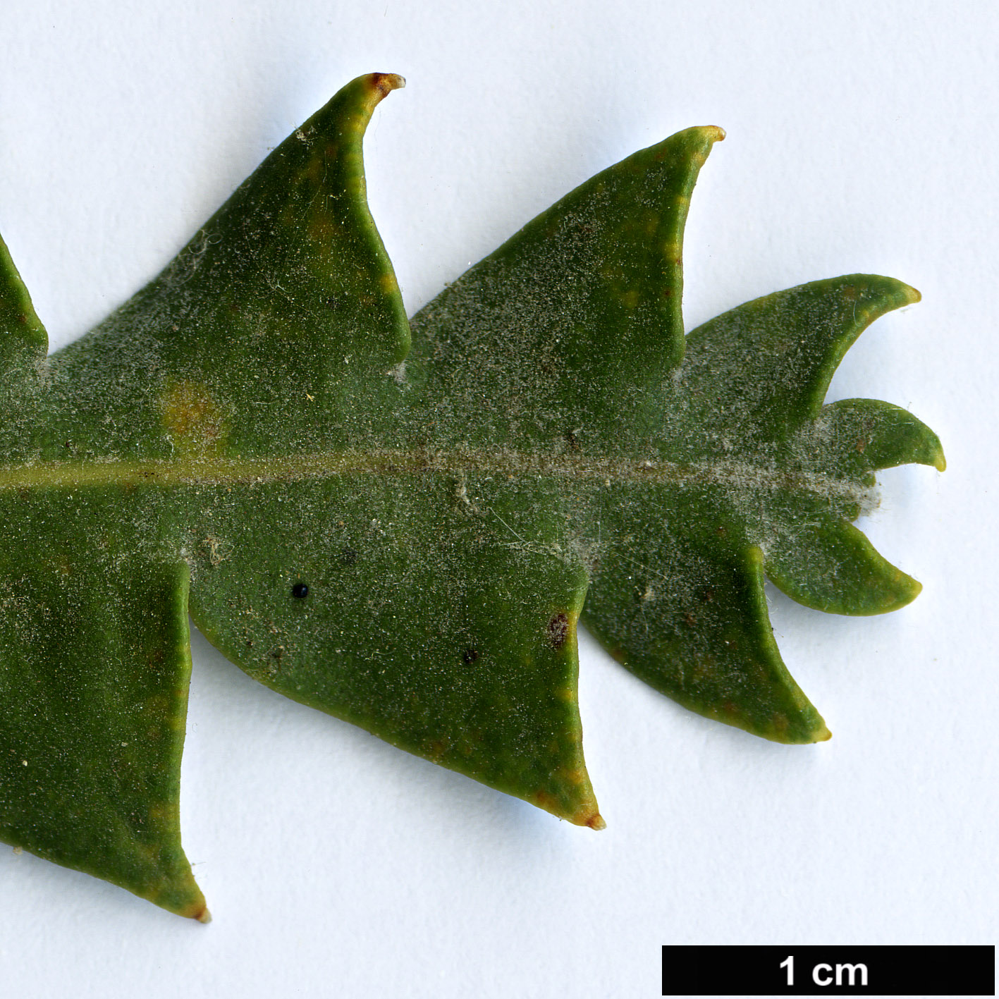 High resolution image: Family: Proteaceae - Genus: Banksia - Taxon: victoriae