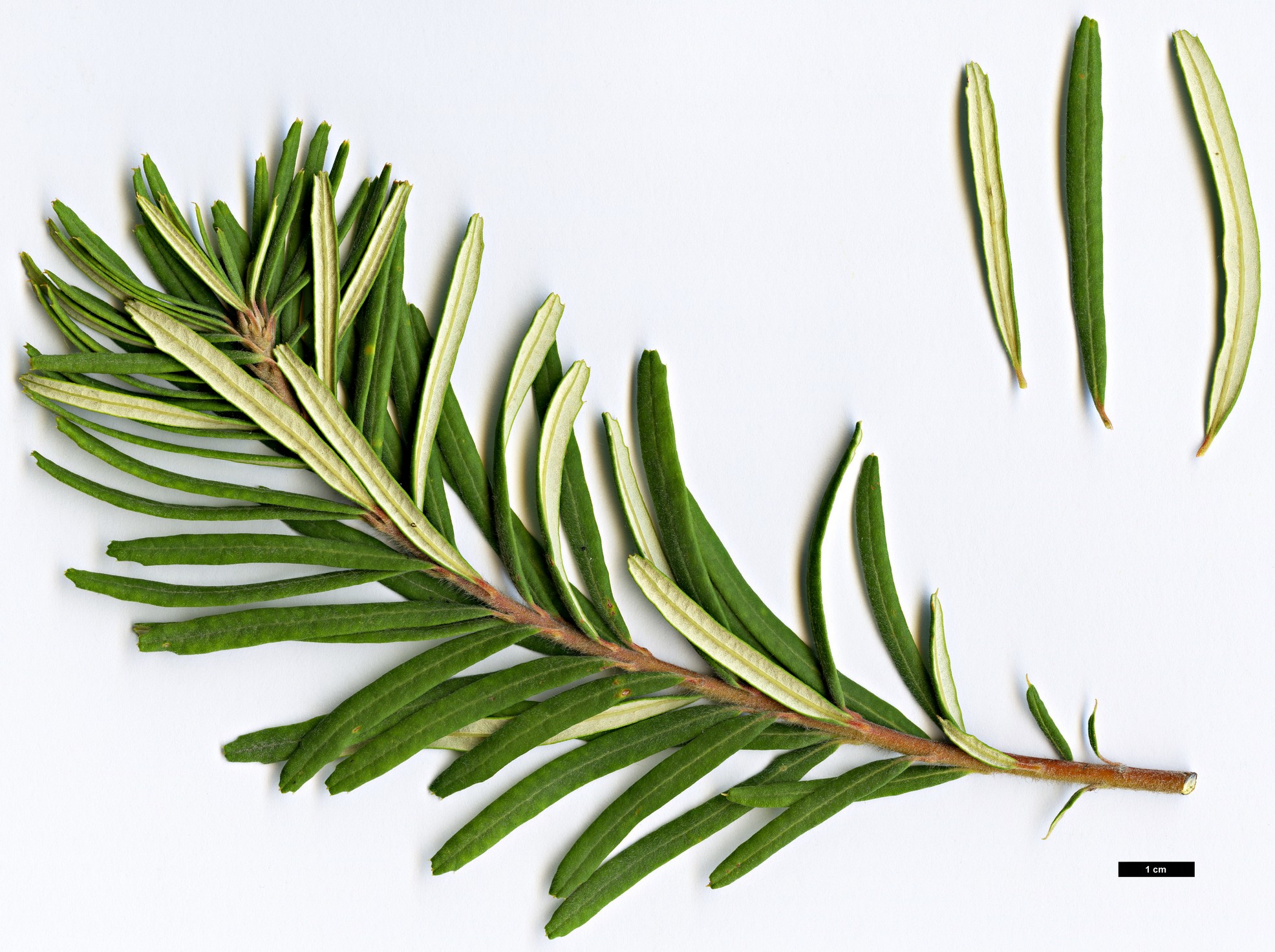 High resolution image: Family: Proteaceae - Genus: Banksia - Taxon: vincentia