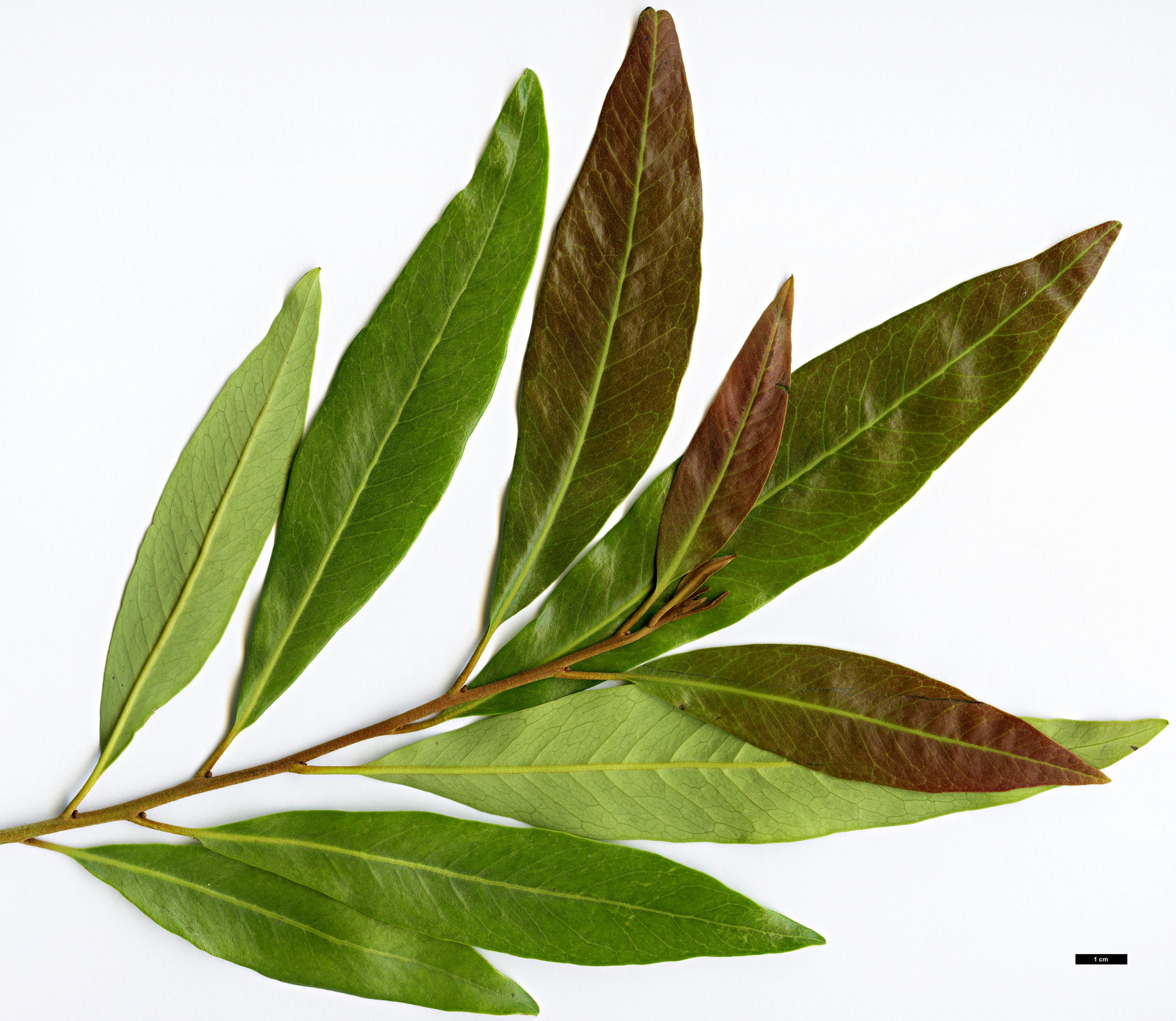 High resolution image: Family: Proteaceae - Genus: Buckinghamia - Taxon: celcissima High resolution image: Family: Proteaceae - Genus: Buckinghamia - Taxon: celcissima