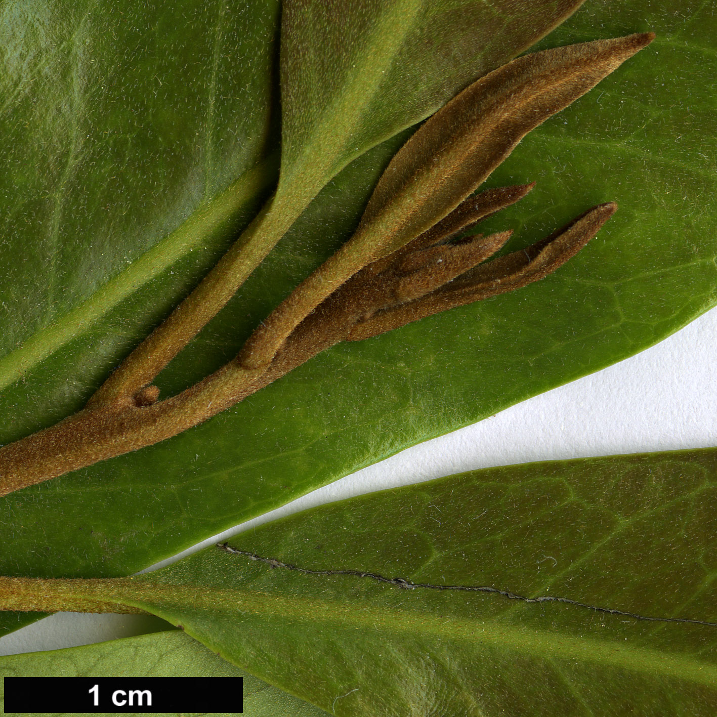 High resolution image: Family: Proteaceae - Genus: Buckinghamia - Taxon: celcissima High resolution image: Family: Proteaceae - Genus: Buckinghamia - Taxon: celcissima