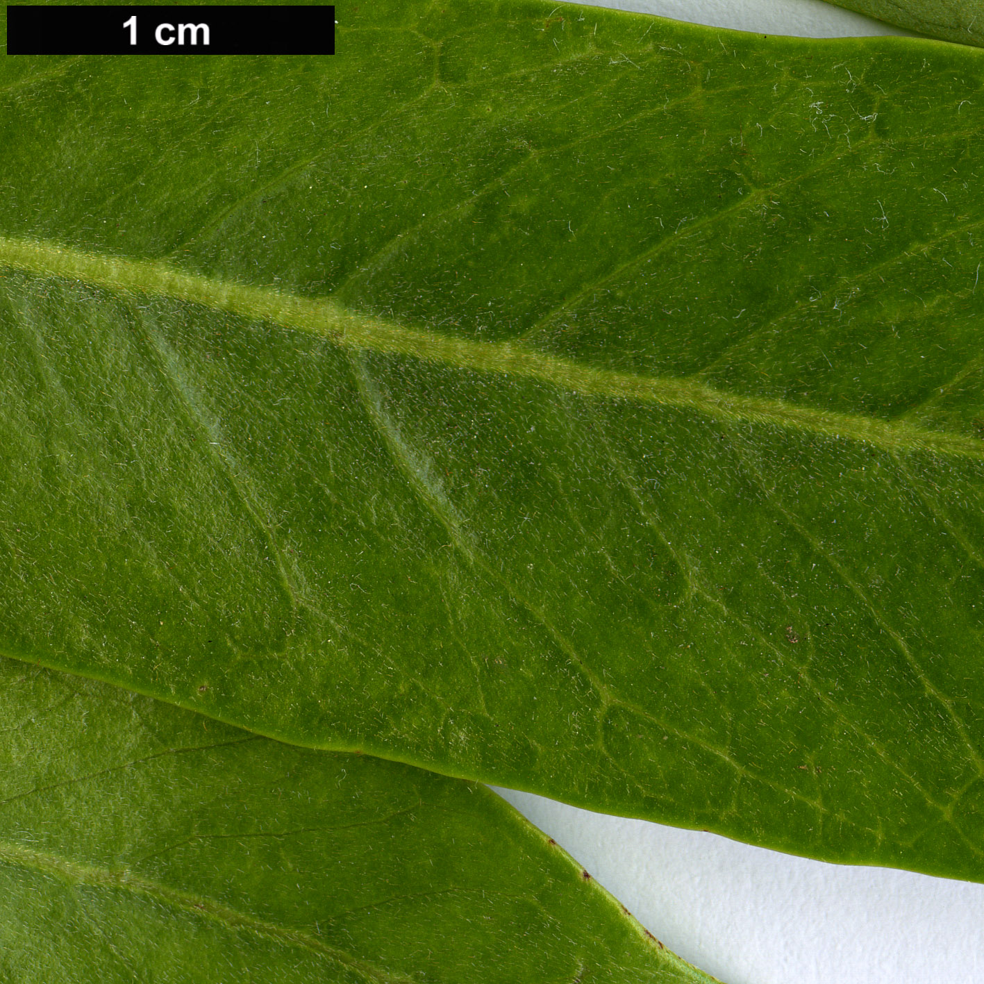 High resolution image: Family: Proteaceae - Genus: Buckinghamia - Taxon: celcissima