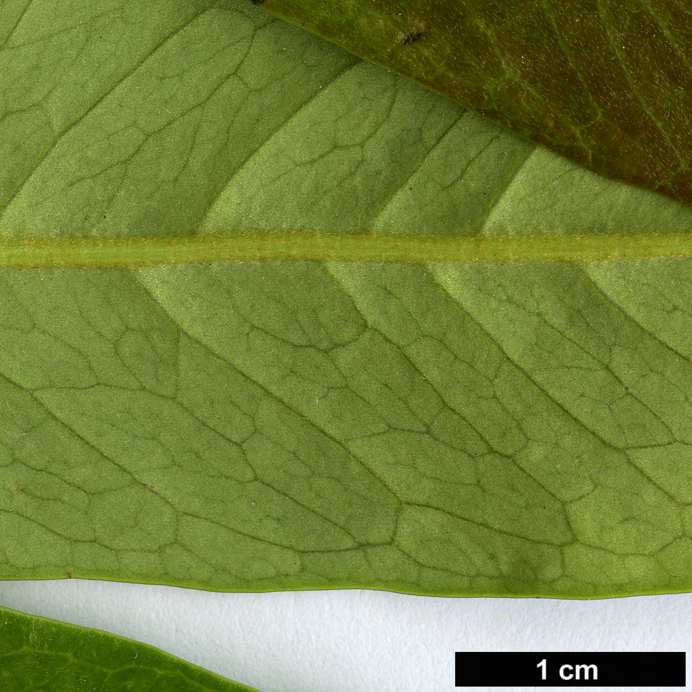 High resolution image: Family: Proteaceae - Genus: Buckinghamia - Taxon: celcissima High resolution image: Family: Proteaceae - Genus: Buckinghamia - Taxon: celcissima