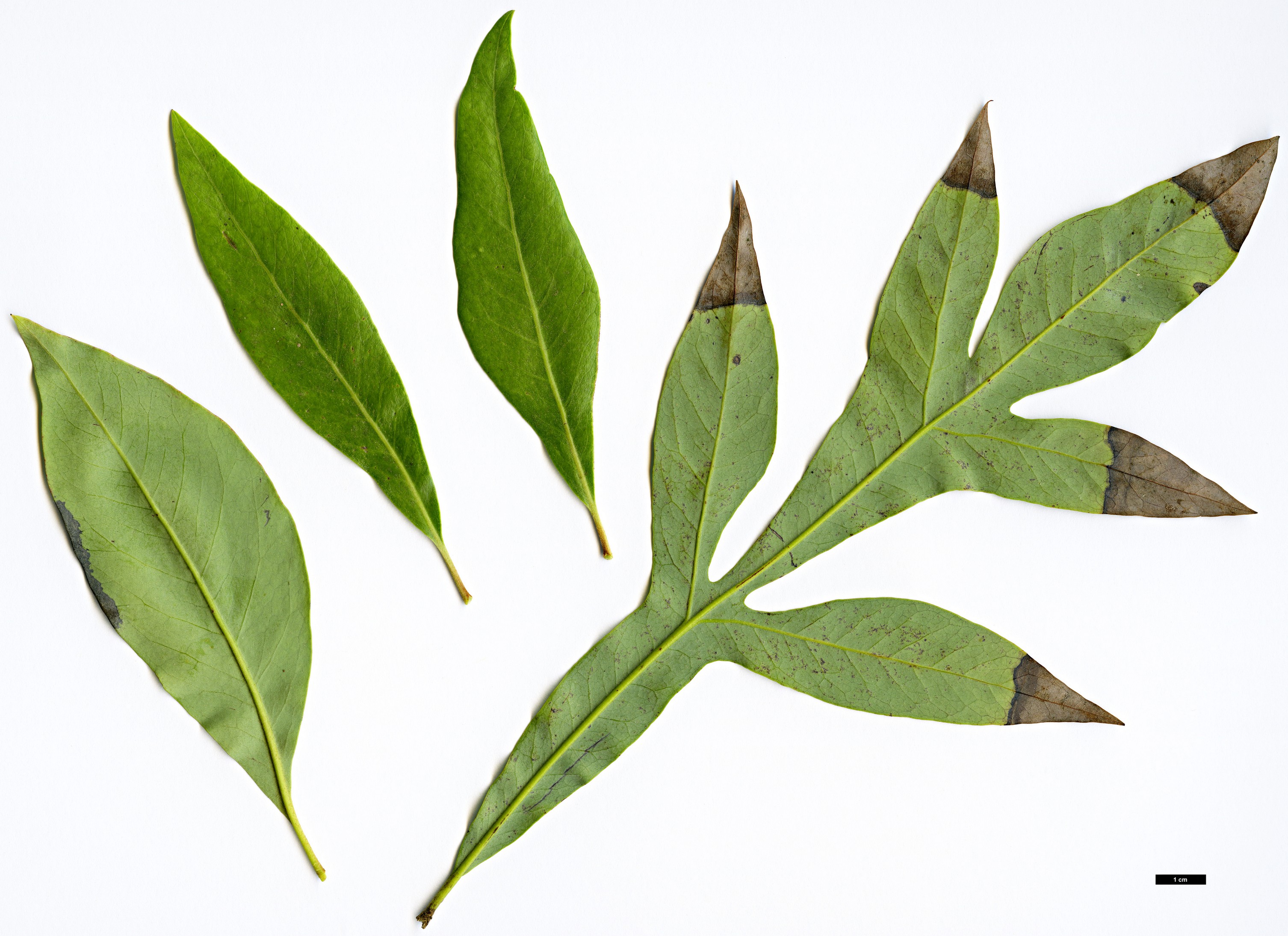 High resolution image: Family: Proteaceae - Genus: Buckinghamia - Taxon: celcissima High resolution image: Family: Proteaceae - Genus: Buckinghamia - Taxon: celcissima