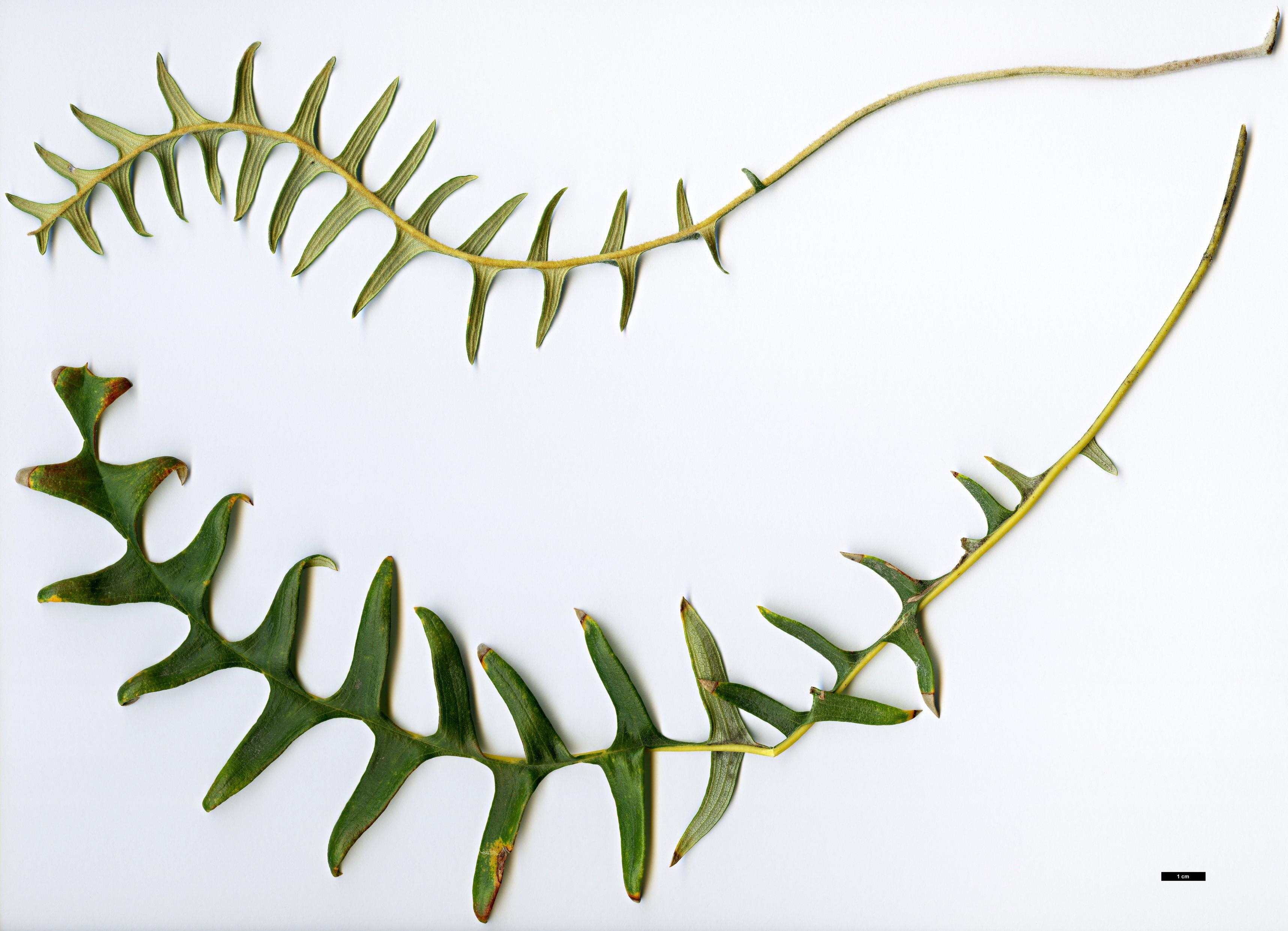 High resolution image: Family: Proteaceae - Genus: Dryandra - Taxon: nervosa