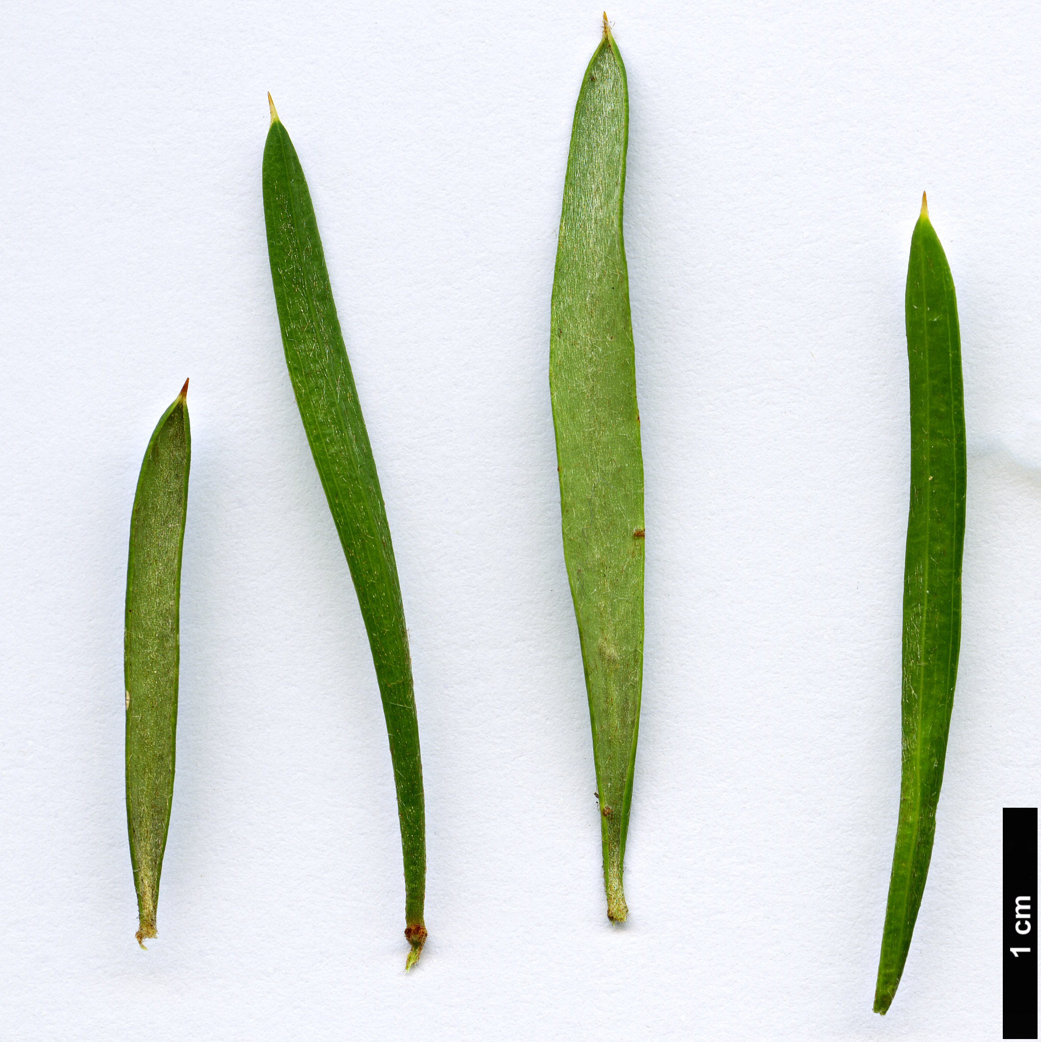 High resolution image: Family: Proteaceae - Genus: Grevillea - Taxon: australis High resolution image: Family: Proteaceae - Genus: Grevillea - Taxon: australis